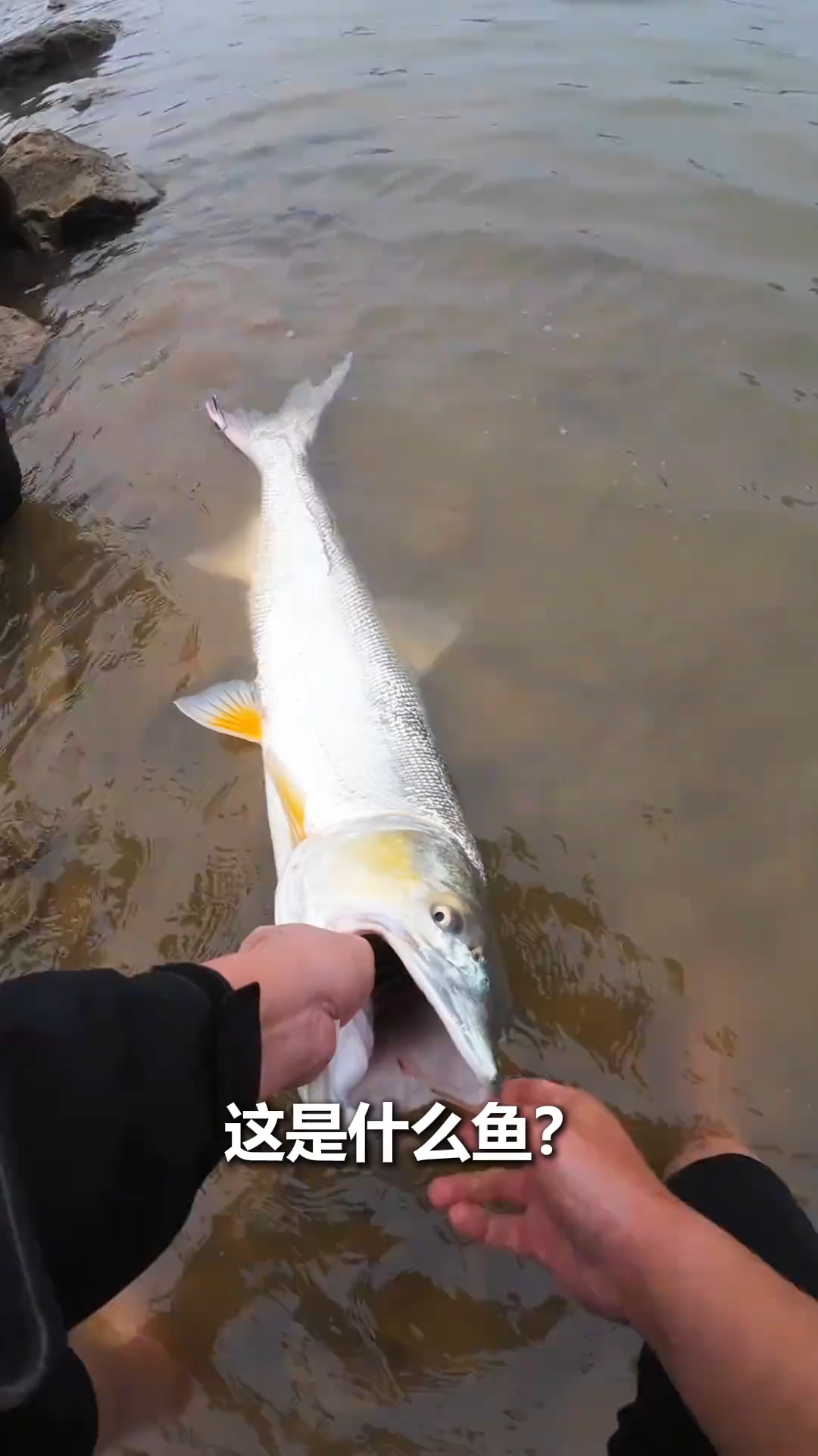 分享不同鱼，看看你没见过哪种？