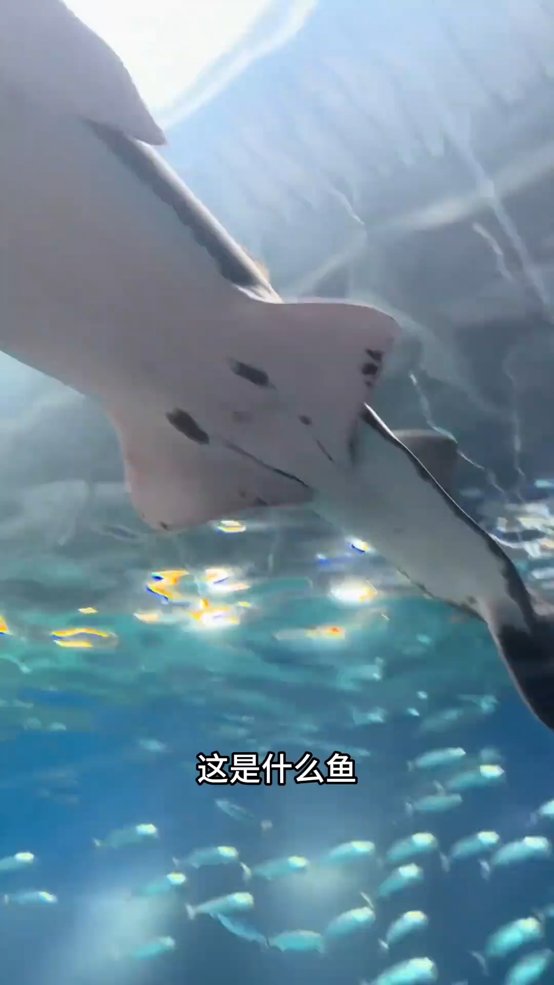 分享21中奇特鱼类