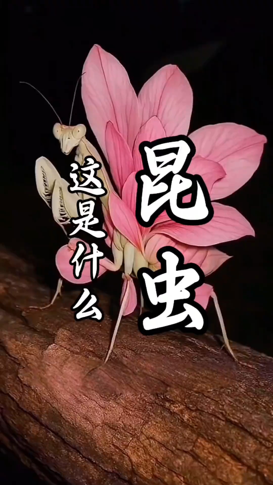 昆虫大全分享讲解