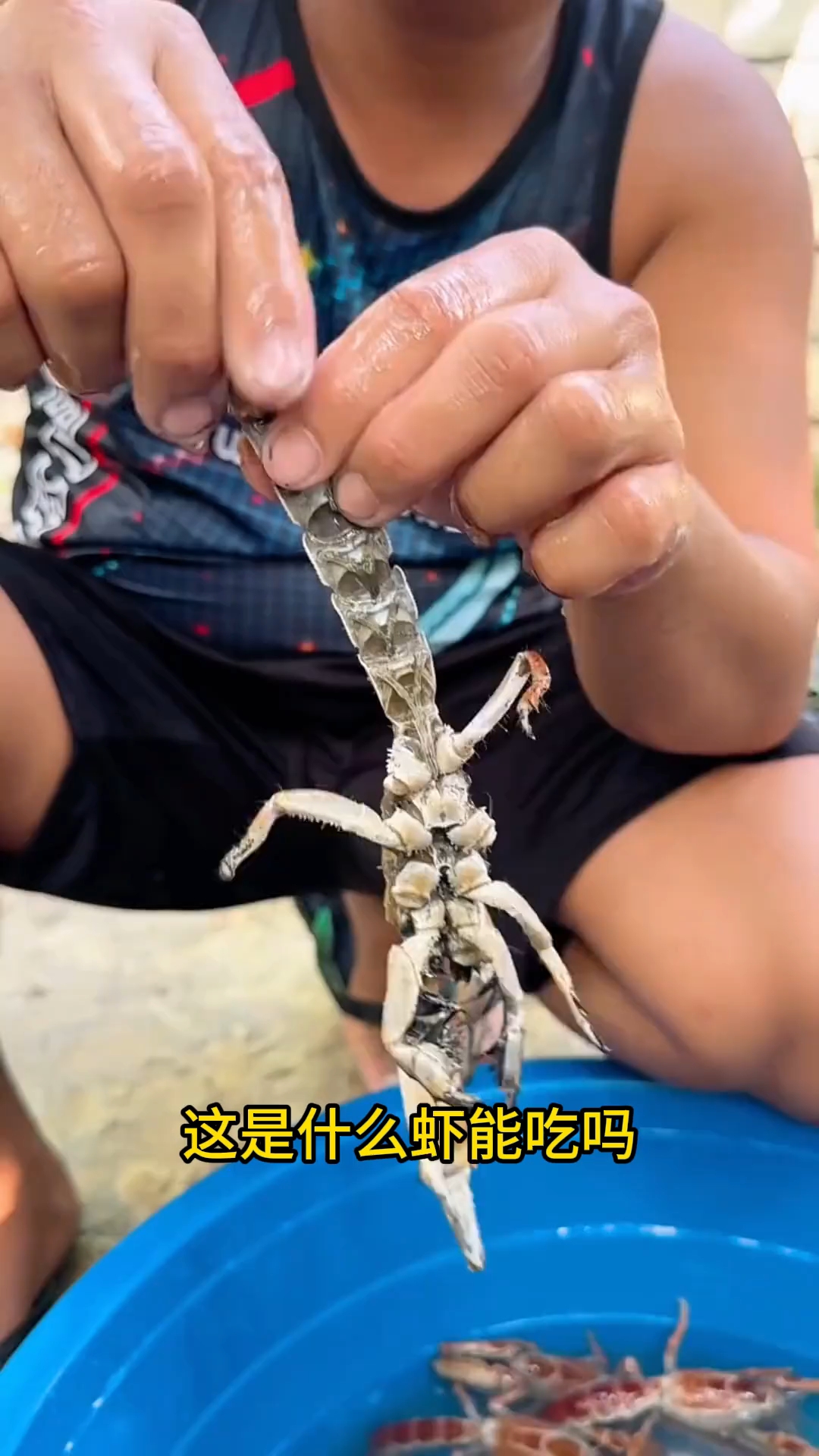 这是什么虾？带你认识几种不同种类虾