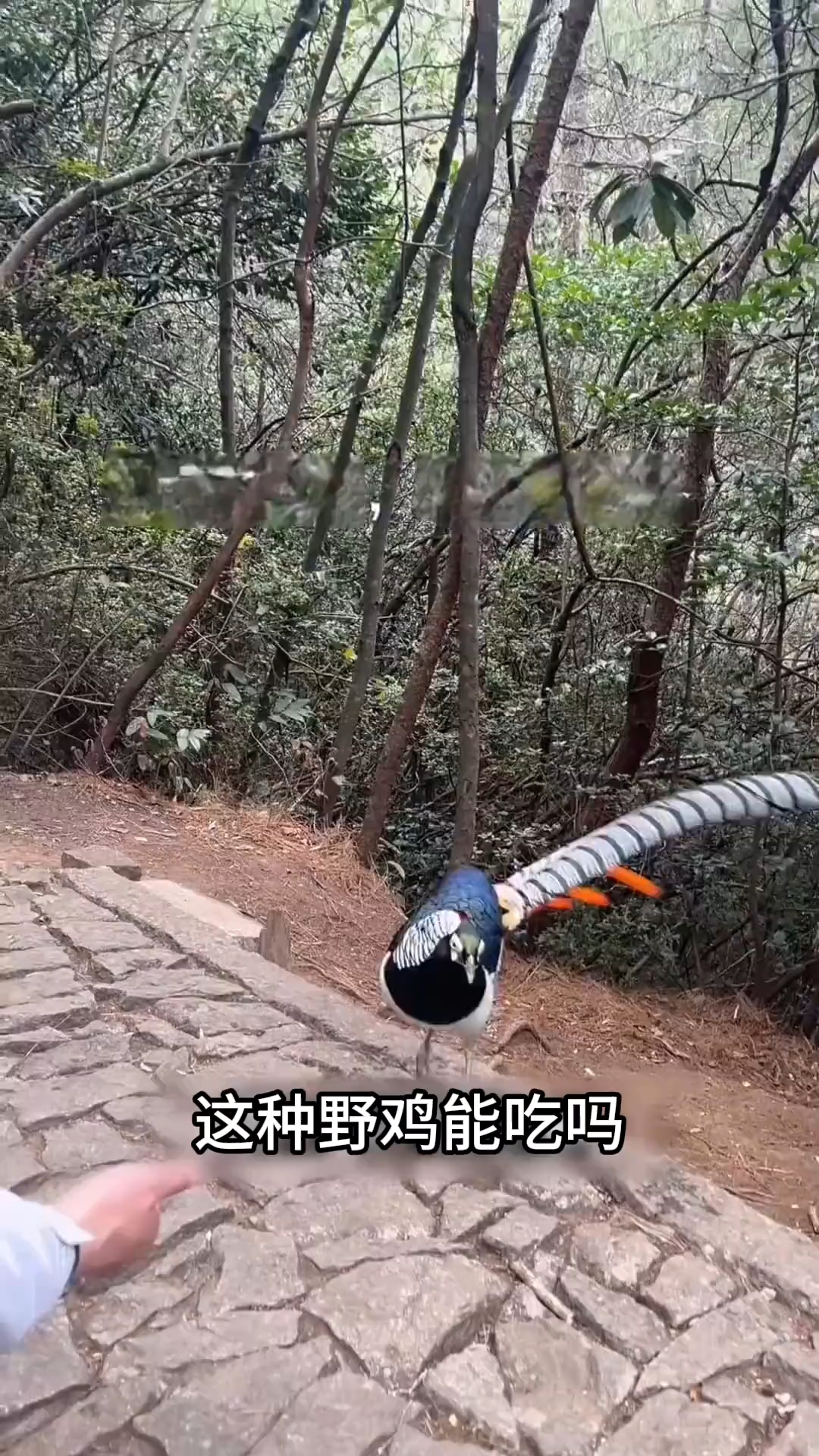 这种野鸡能吃吗?