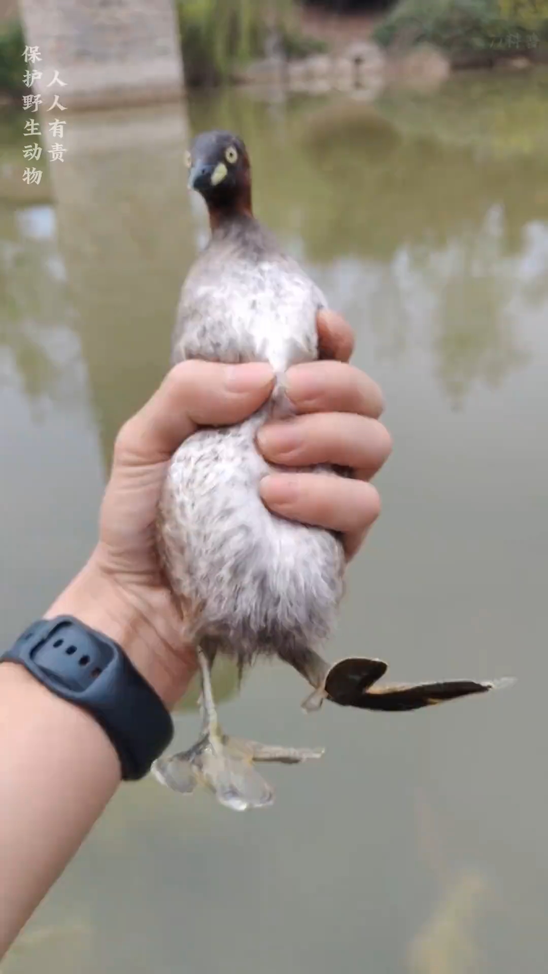 科普分享不同鸭类