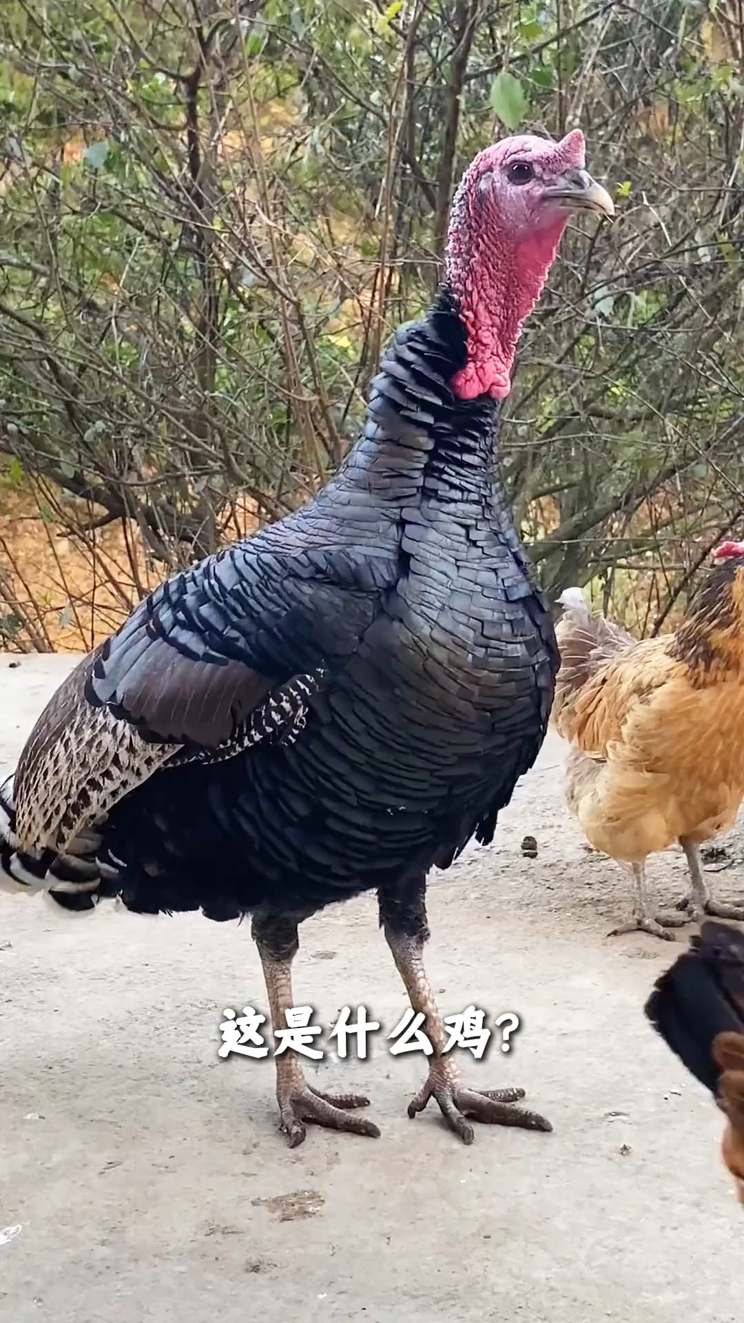 分享不同种类鸡,你认识几种?