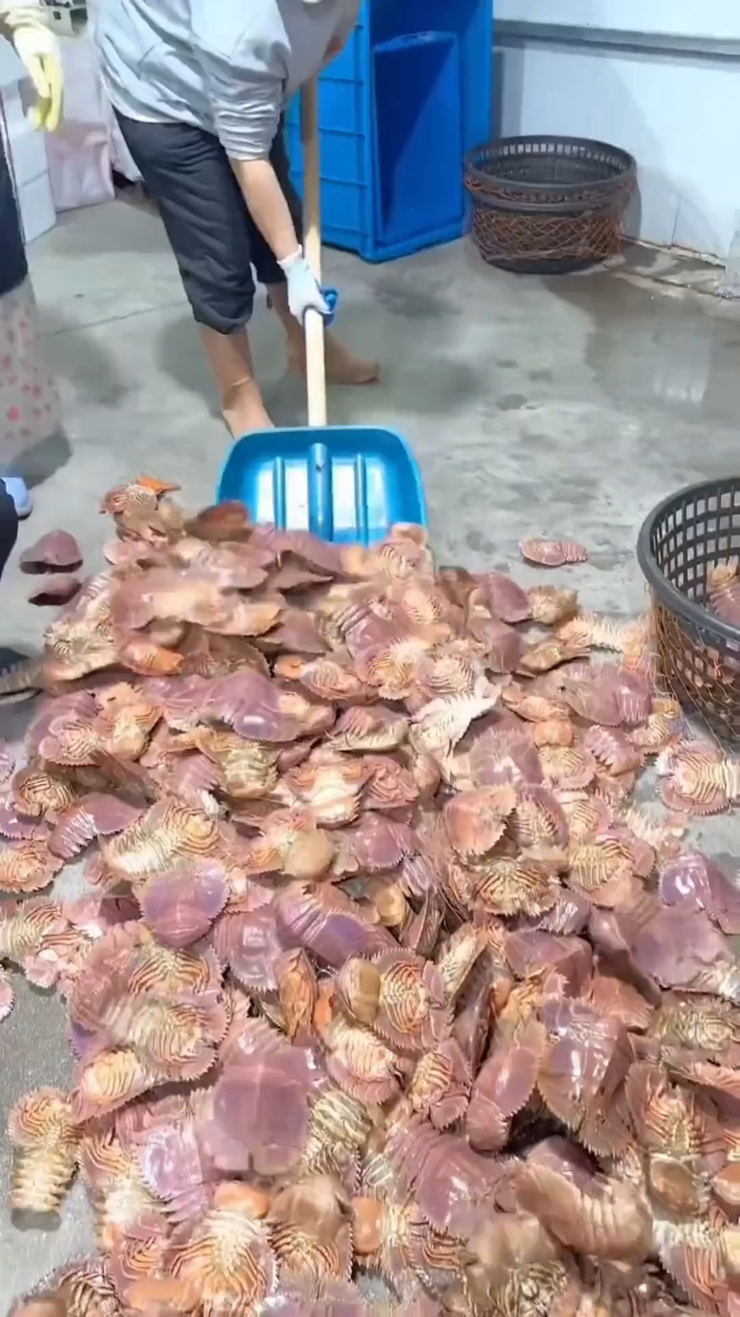 分享一些不同种类虾