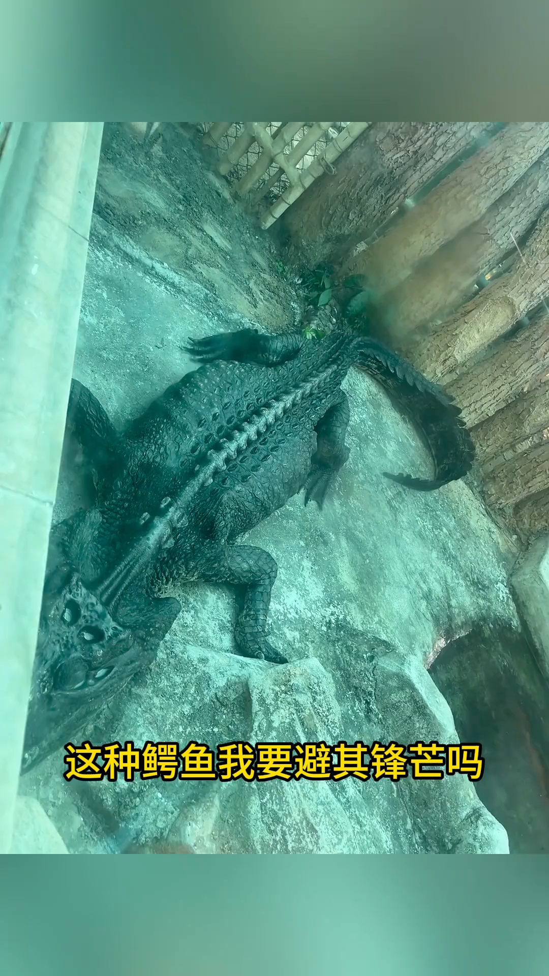 分享一些不同鳄鱼种类