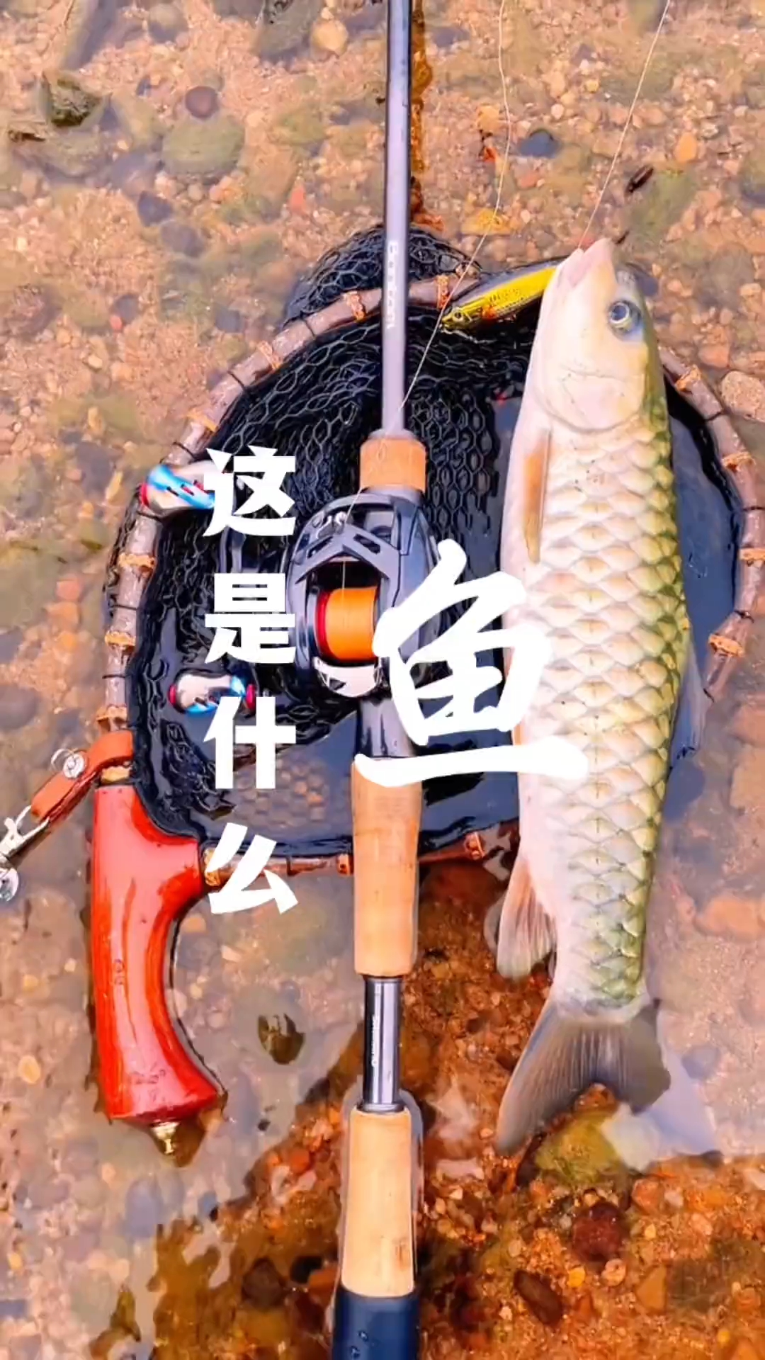 鱼类大全，想了解的进来看看