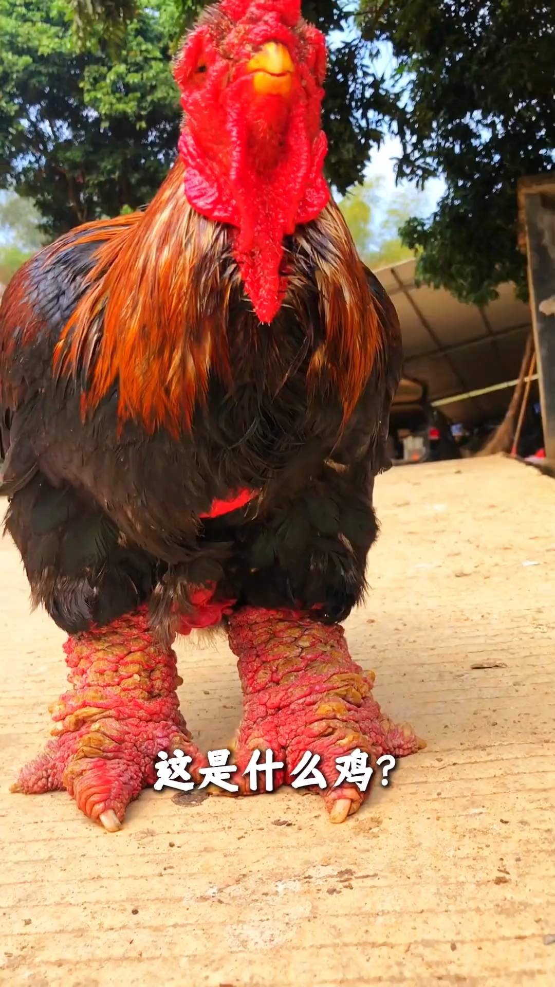 科普分享不同鸡,想了解的看一下