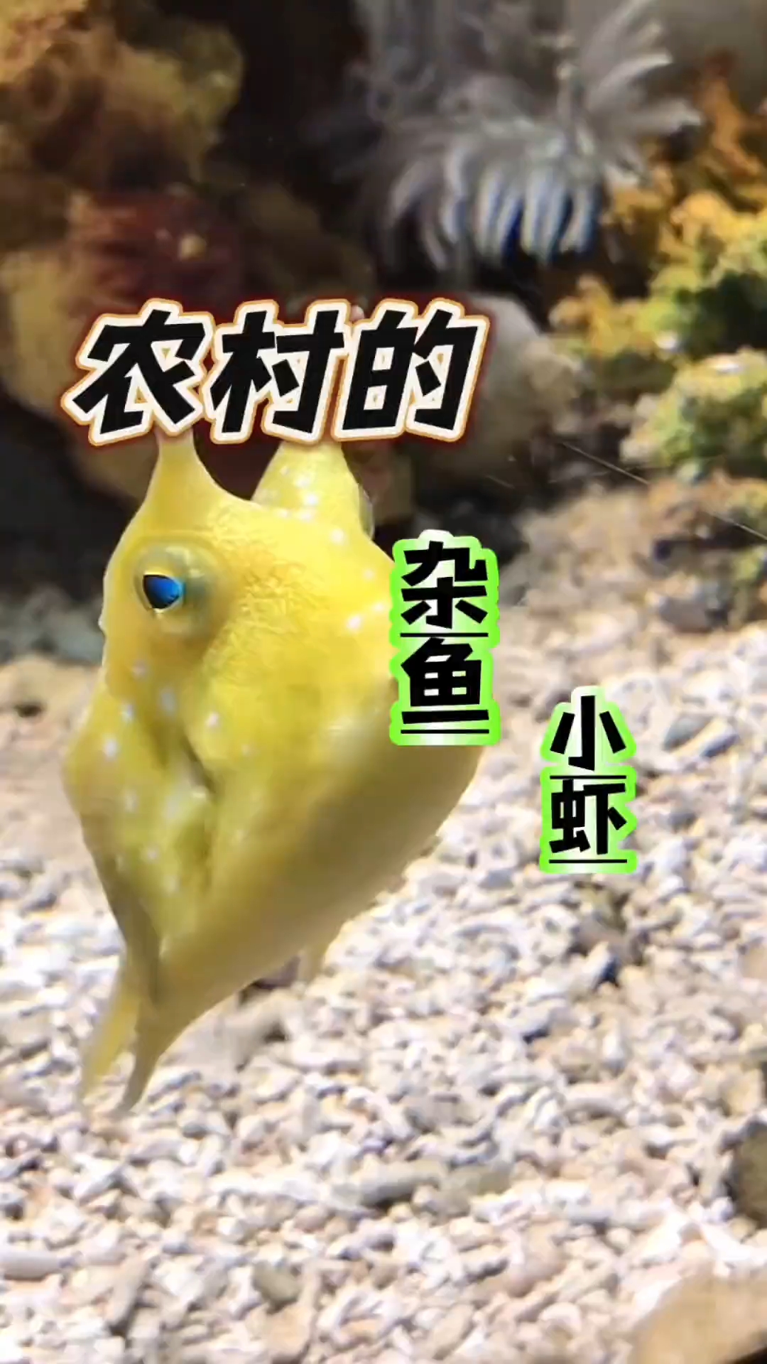 喜欢虾的小伙伴可以了解一下