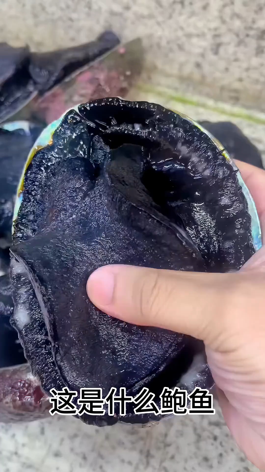 科普分享一些不同鲍鱼，你吃过几种？