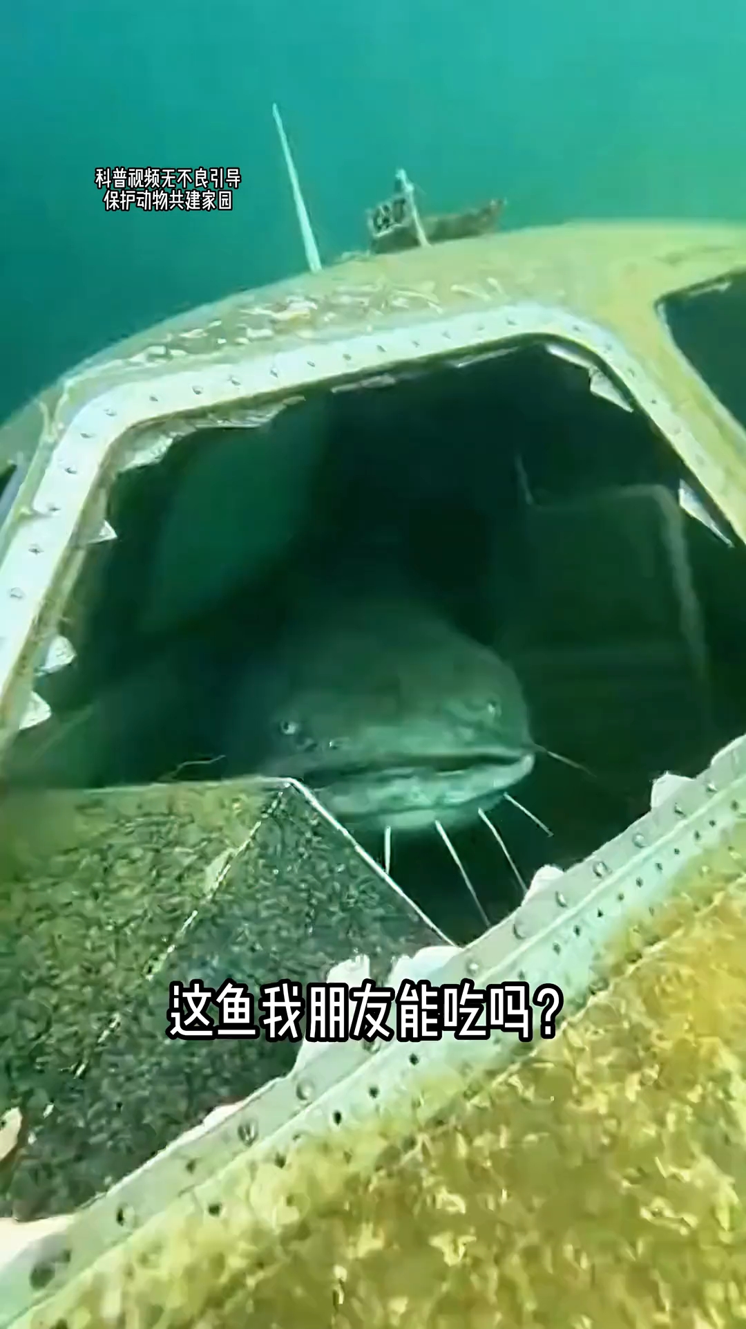 这鱼我朋友能吃吗?