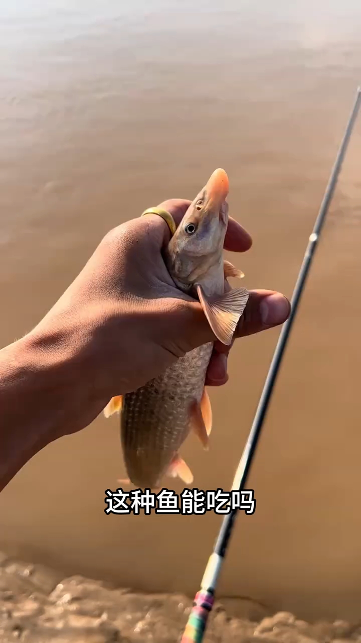 这种鱼可以食用吗?