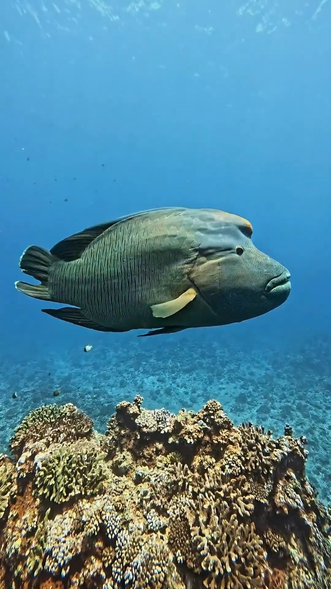 你认识多少种鱼呢?