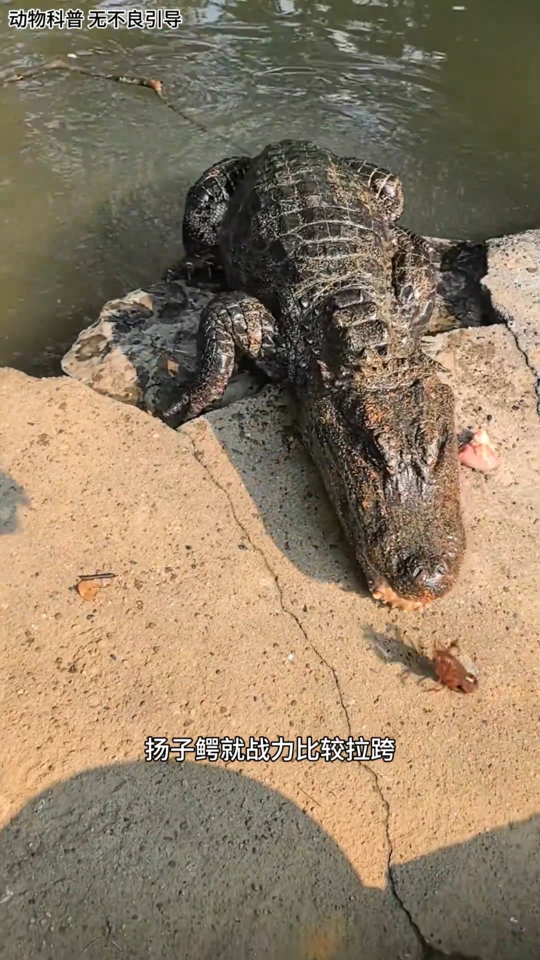 这种鳄鱼厉害吗?