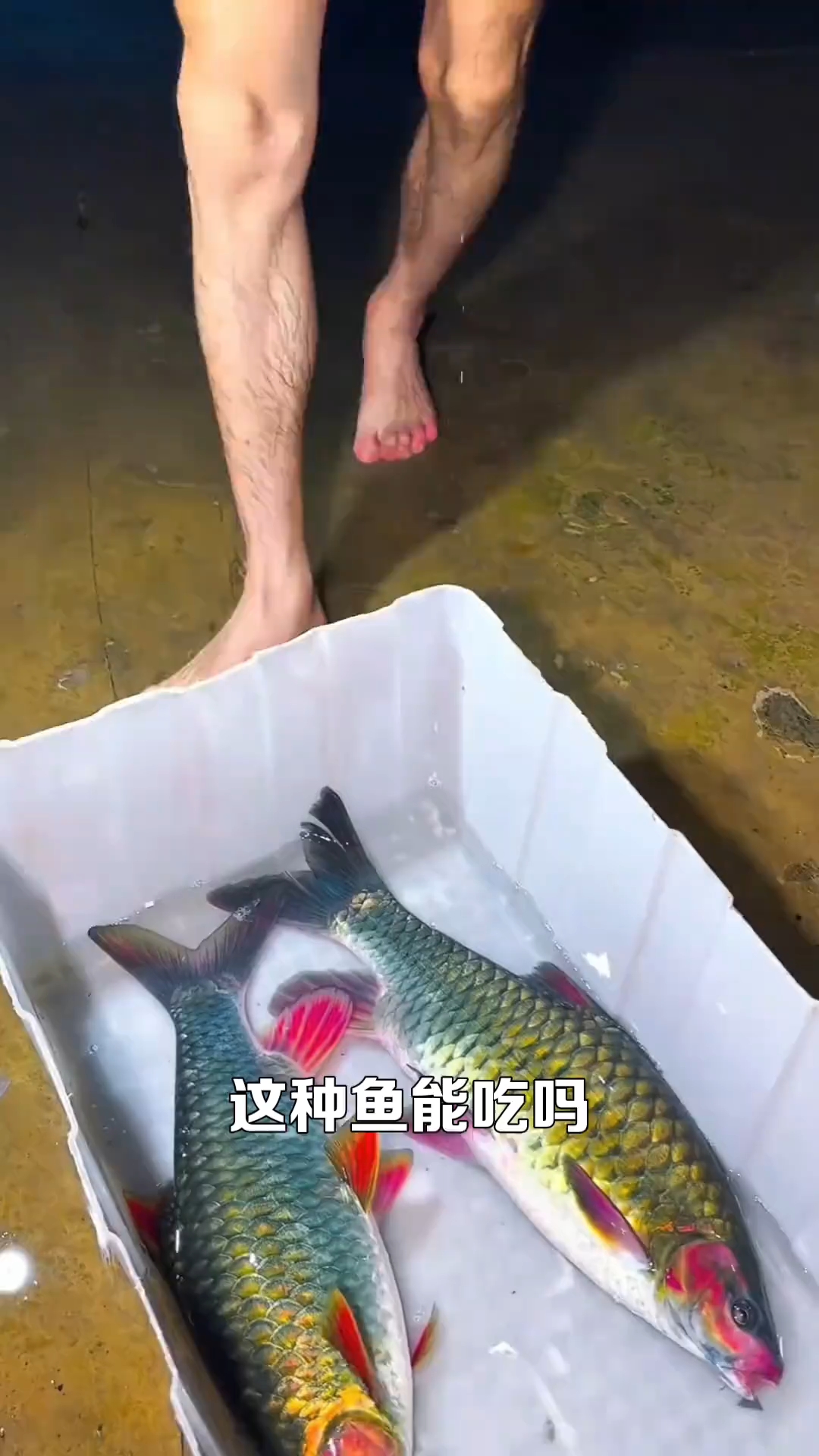 这种鱼能吃吗？