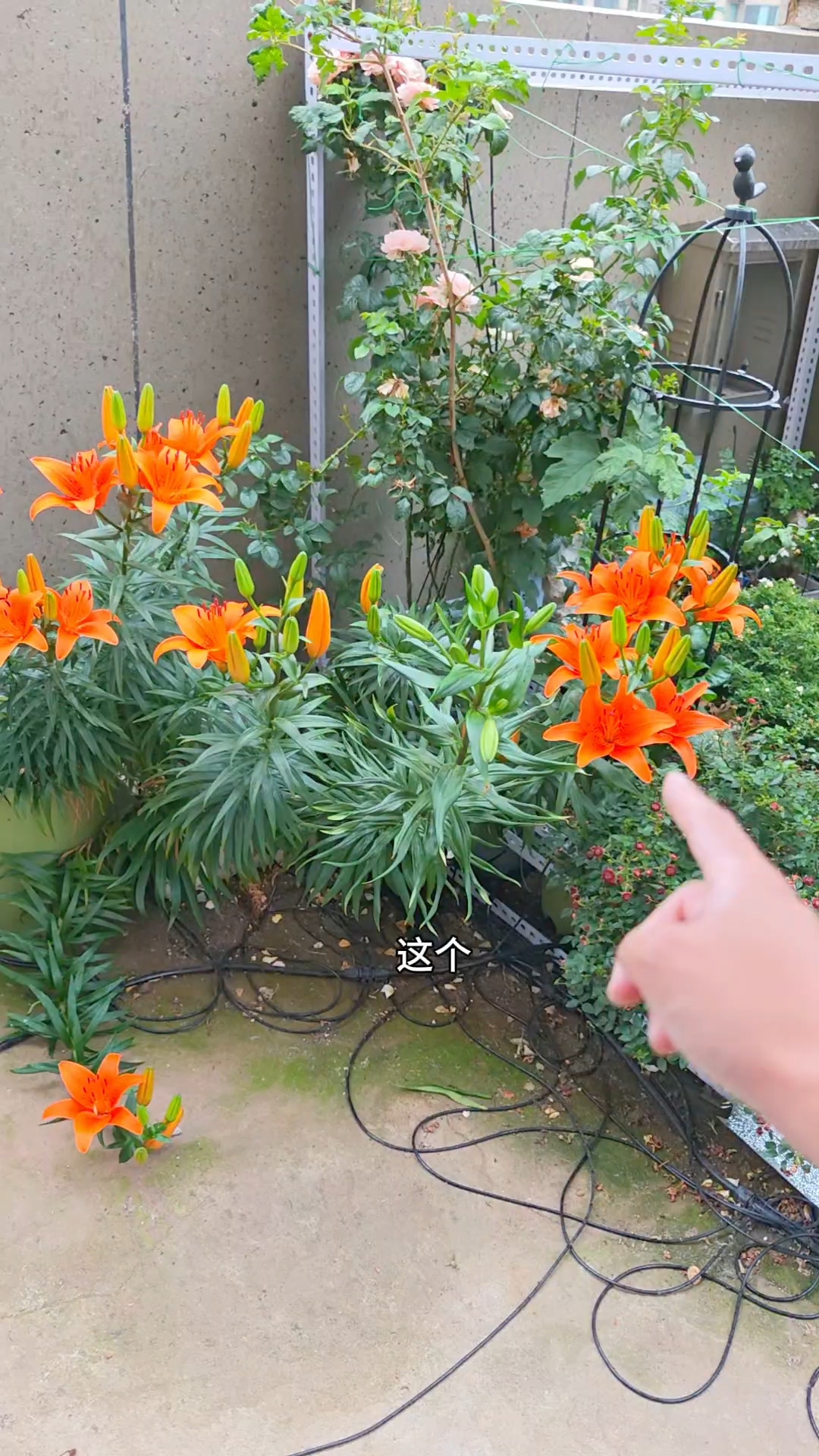 好看、好吃的甜百合,夏天欣赏百合花,冬天还能挖出来煮粥