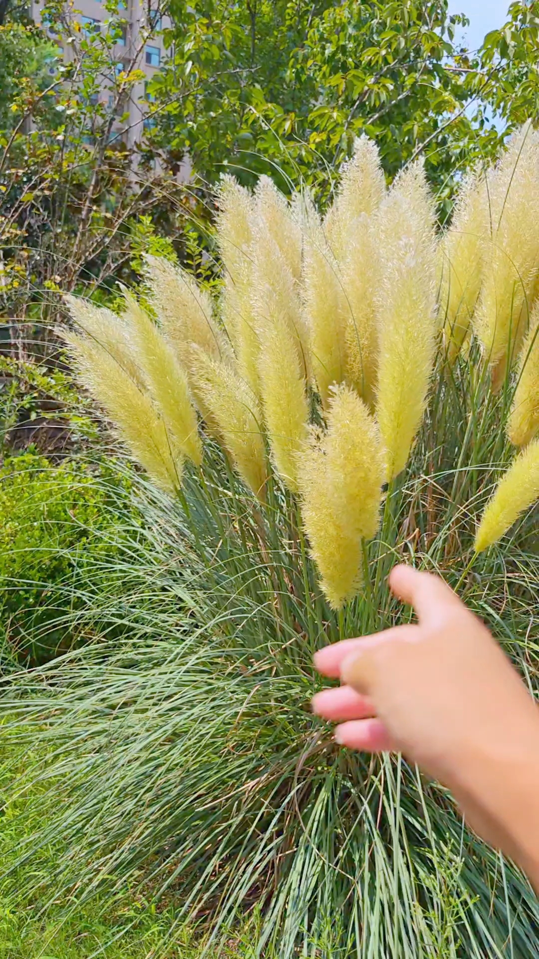 蒲苇韧如丝，磐石无转移，说的就是这种植物，开花像鸡毛掸子一样