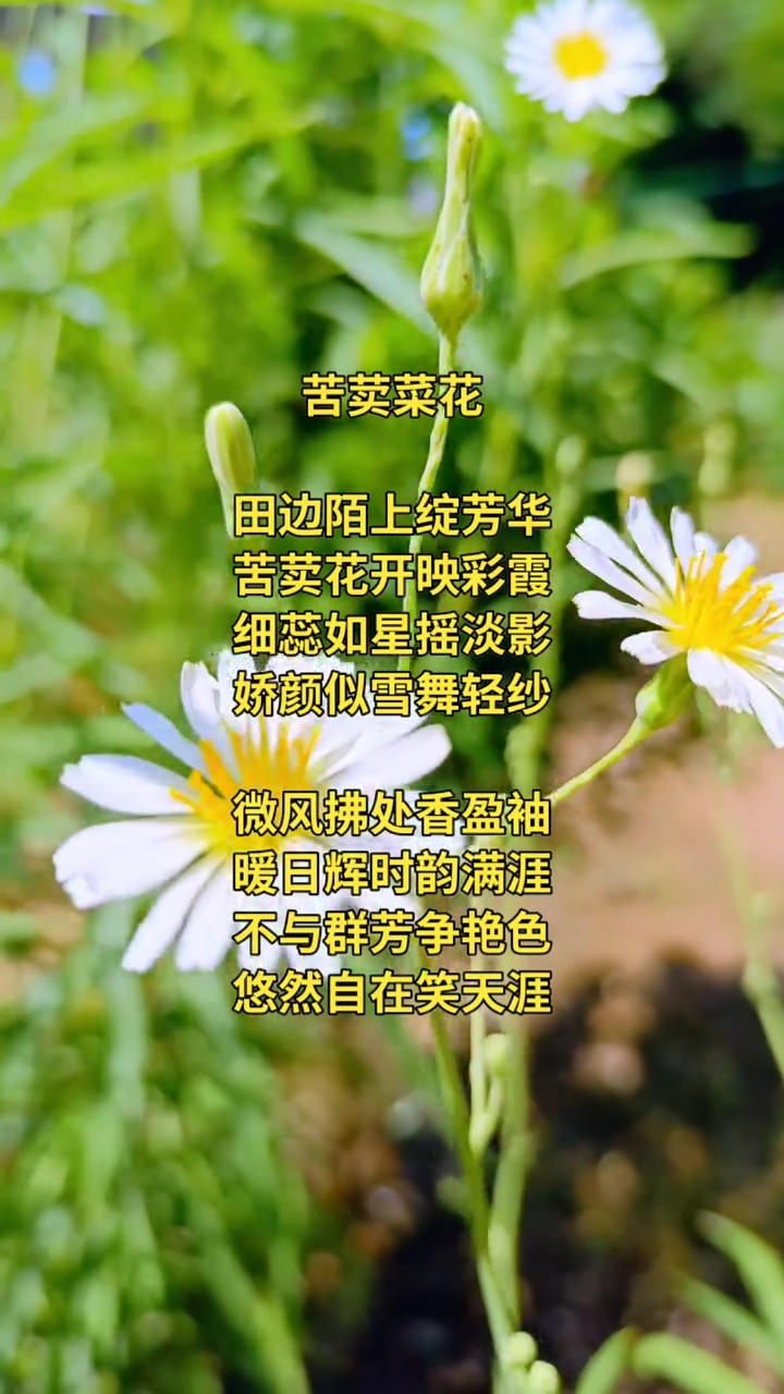 苦荬菜花,细蕊如星摇淡影,娇颜似雪舞轻纱