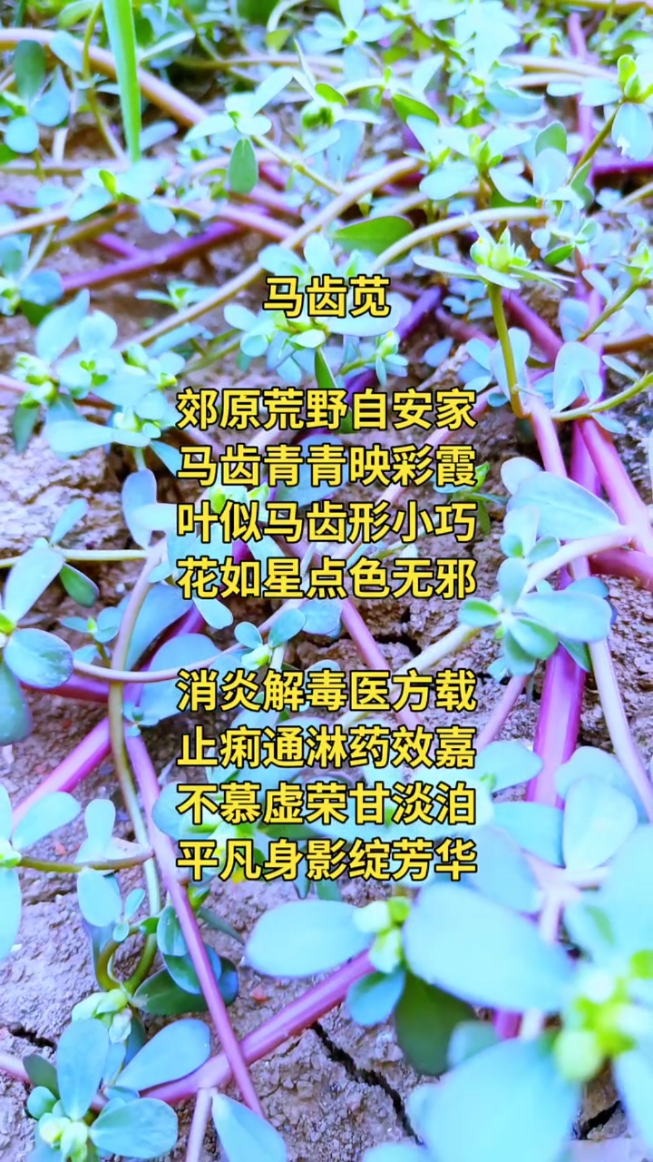 马齿苋,叶似马齿形小巧,花如星点色无邪
