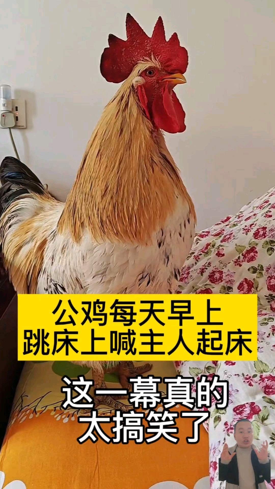 公鸡每天早上跳床上喊主人起床,这一幕真的太搞笑了