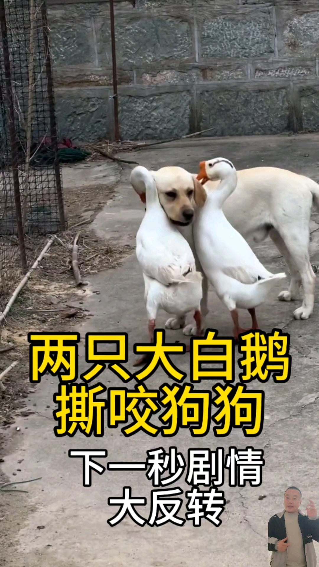 两只大白鹅撕咬狗狗,下一秒剧情大反转