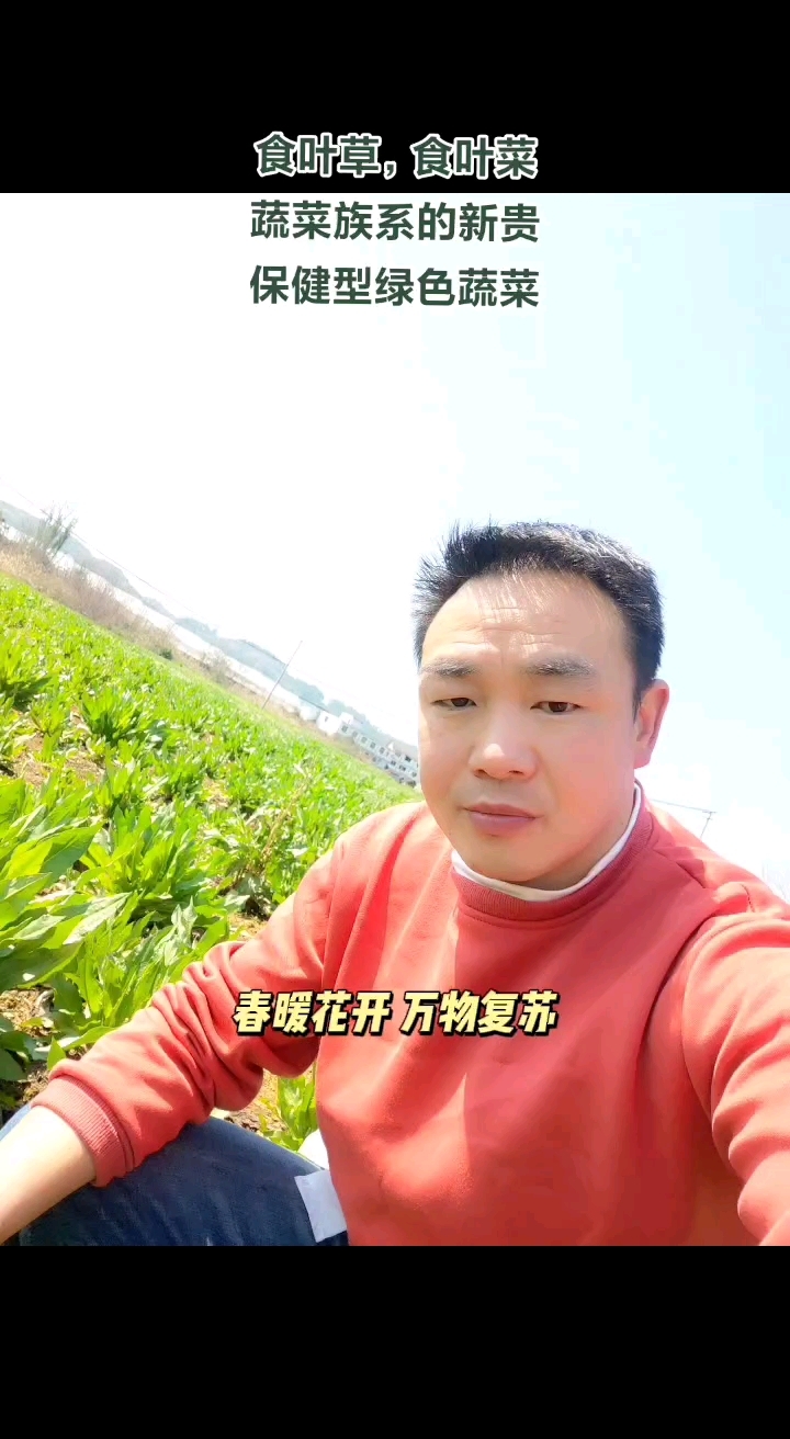 食叶草,蔬菜族系的新贵,保健型绿色蔬菜!