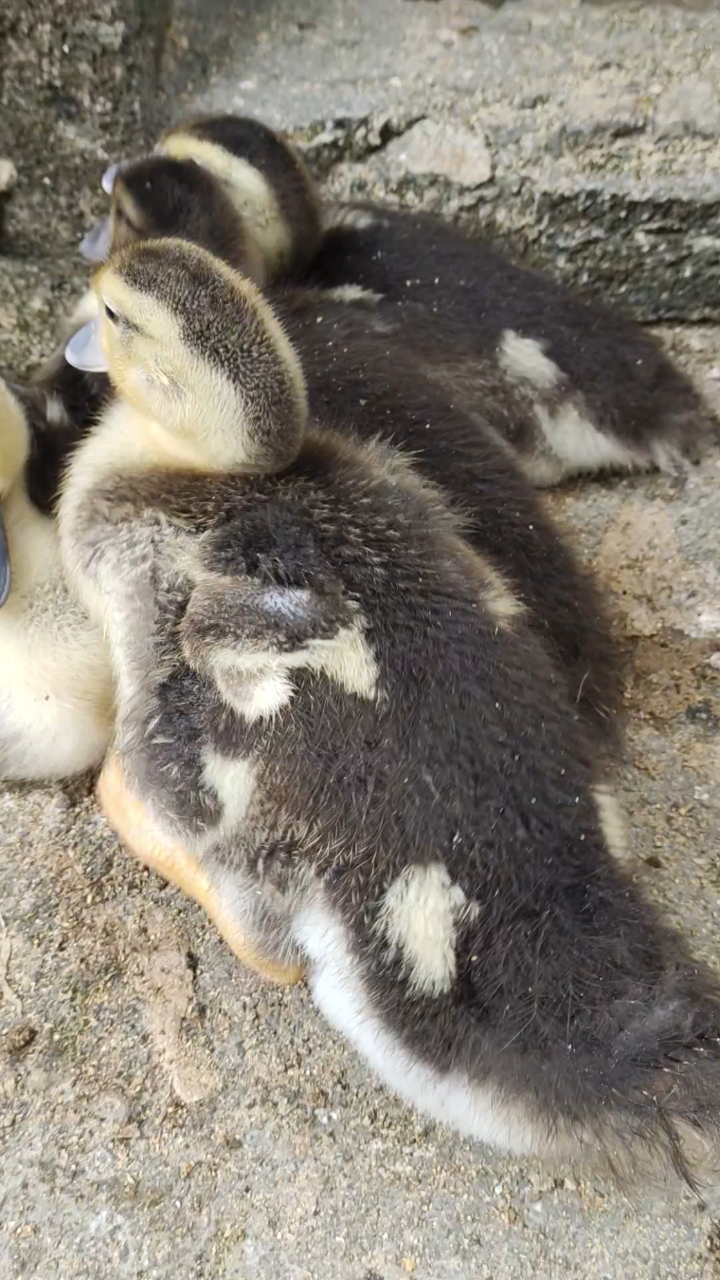 今天第19天番鸭