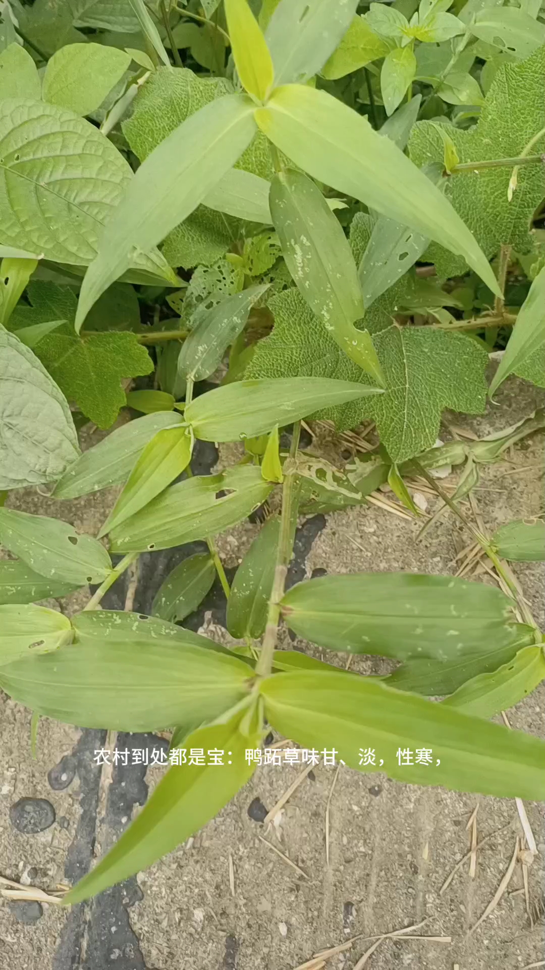 农村到处都是宝
