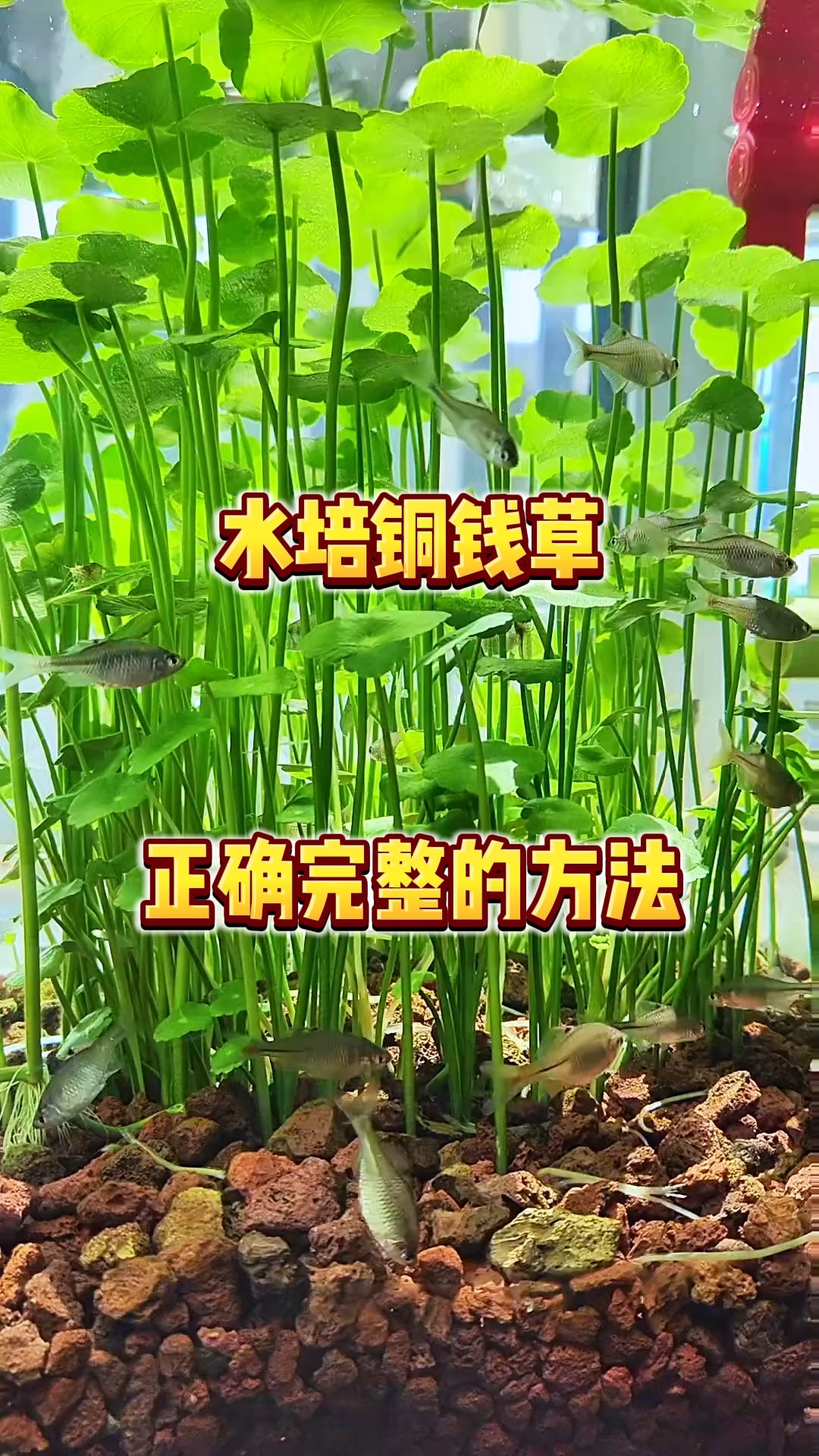 水培铜钱草#铜钱草# #水培绿植# #新手养鱼# #养鱼日记#