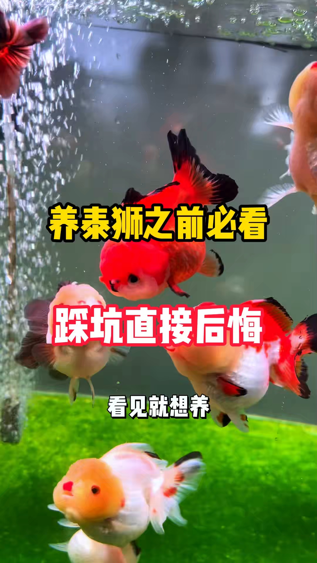 养泰狮之前，必看这个视频。#泰狮# #新手养鱼# #观赏鱼# #养鱼人#