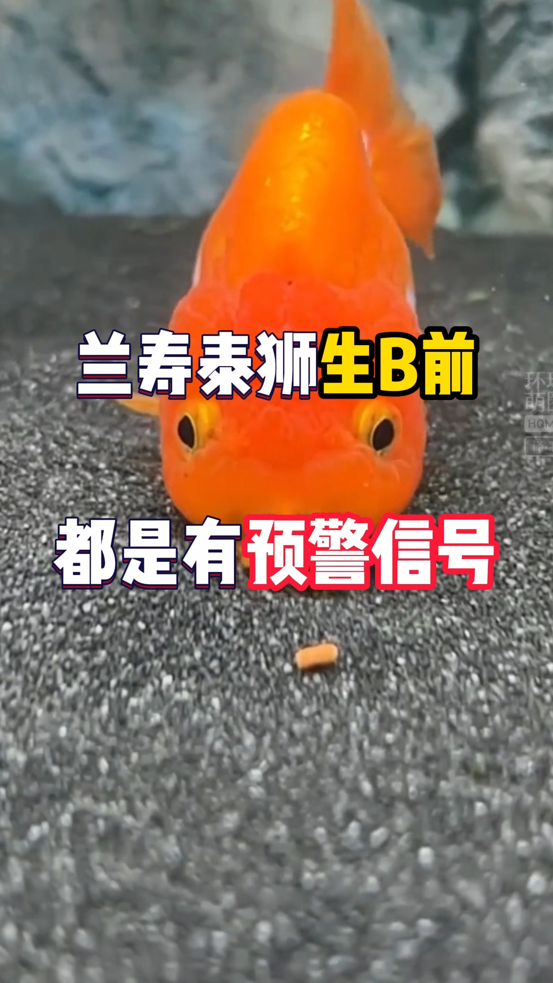 泰狮和兰寿在生病前都是有预警的。一定要注意好。#金鱼# #观赏鱼# #养鱼日记# #新手养
