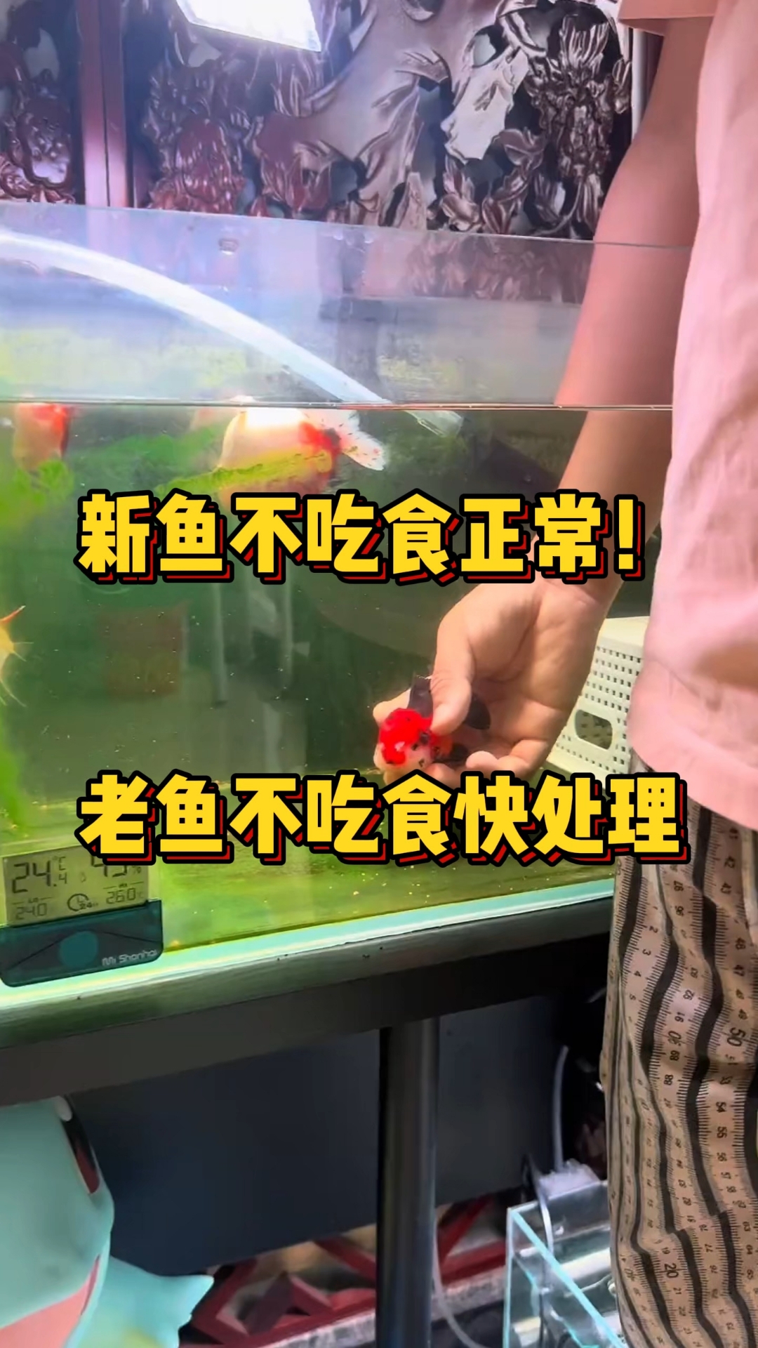 新鱼不吃食物是正常的。#养鱼# #养鱼日记# #鱼缸#