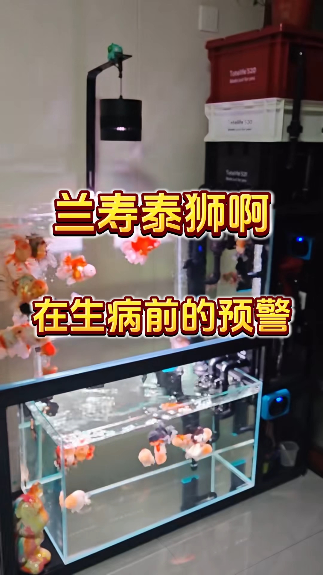 兰寿泰狮生病前都是有预警的，你看懂了吗#金鱼# #兰寿# #养鱼# #观赏鱼# #养鱼经验
