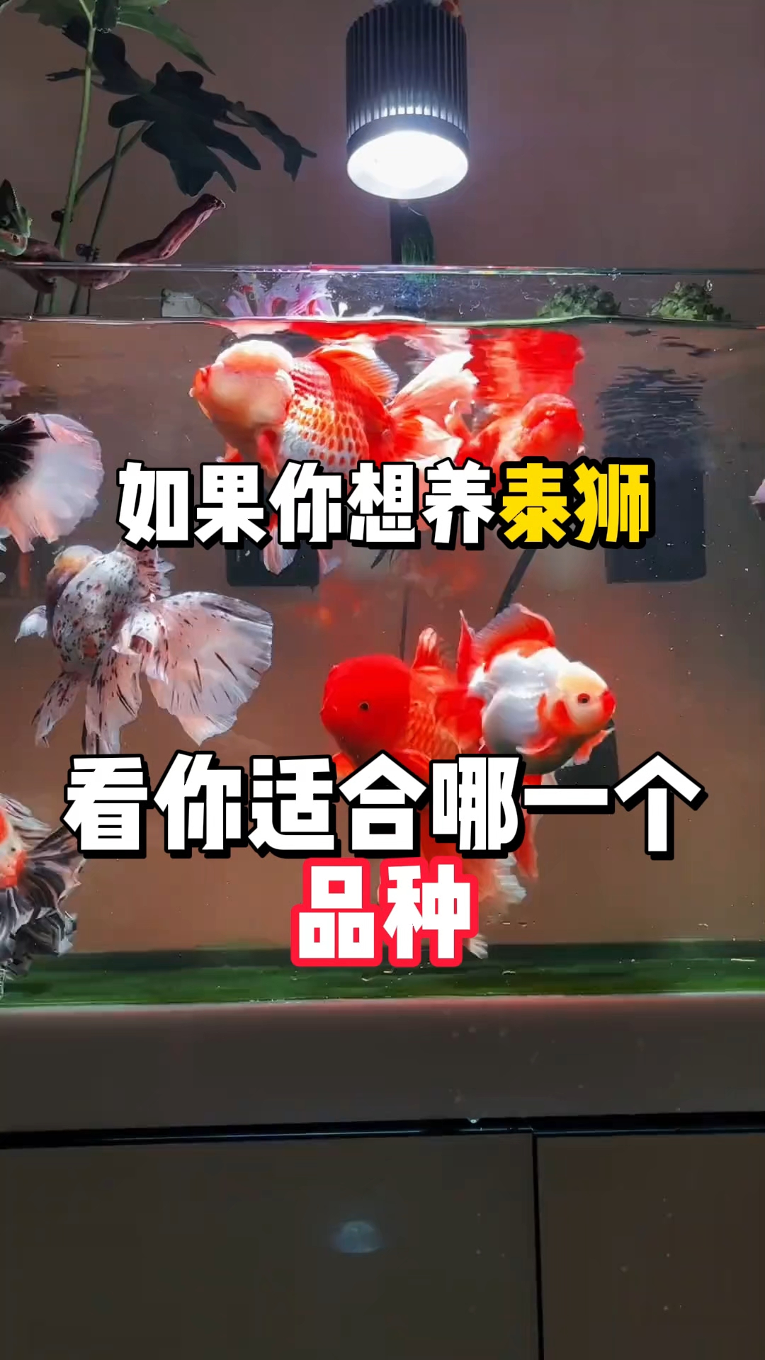 想养泰狮的人看过来#泰狮# #养鱼日记# #养鱼# #新手养鱼#