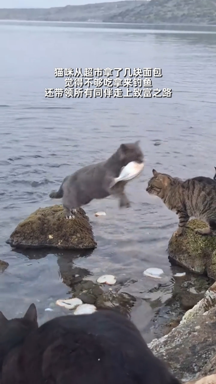 猫咪抓鱼，还带全村同伴过上了好日子。