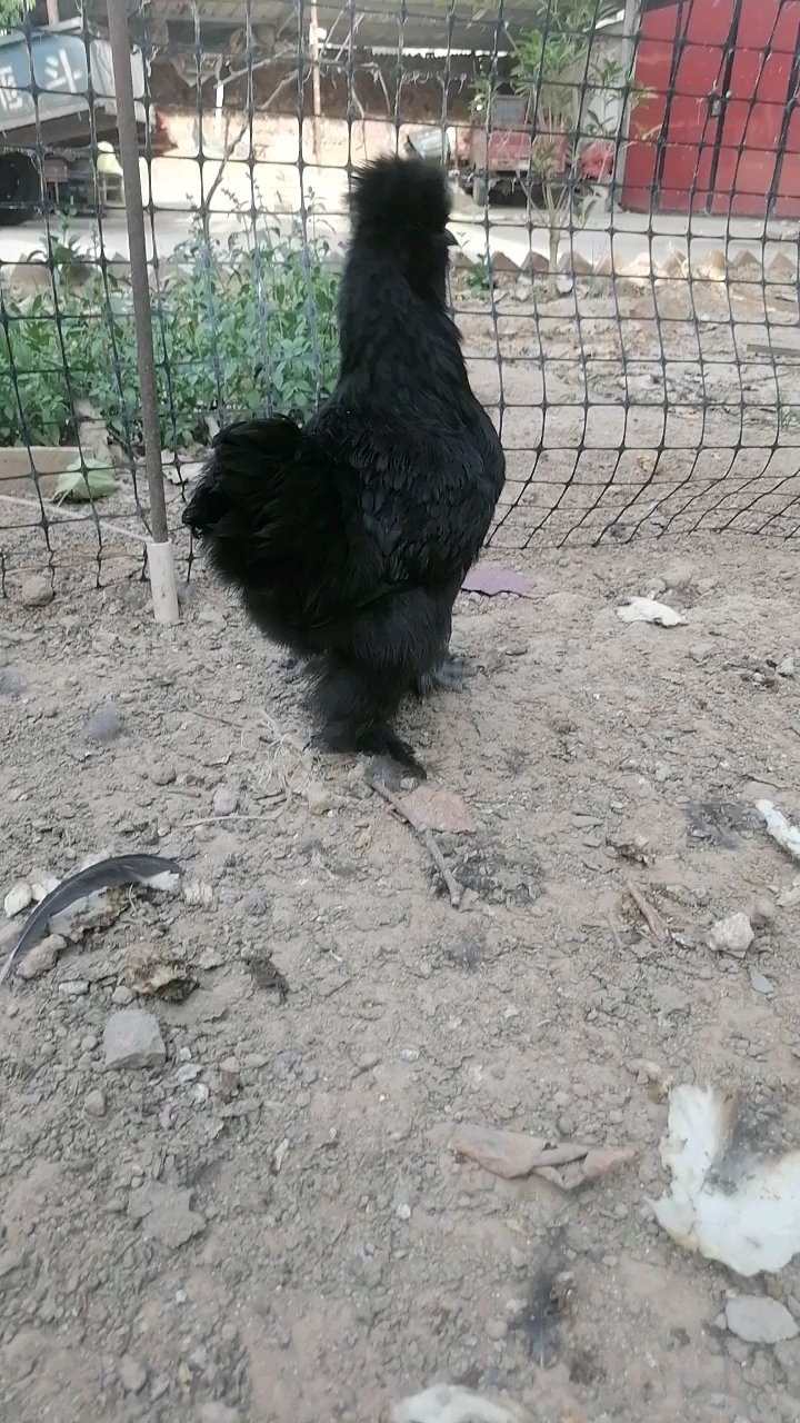 稀有品种黑凤丝羽乌鸡