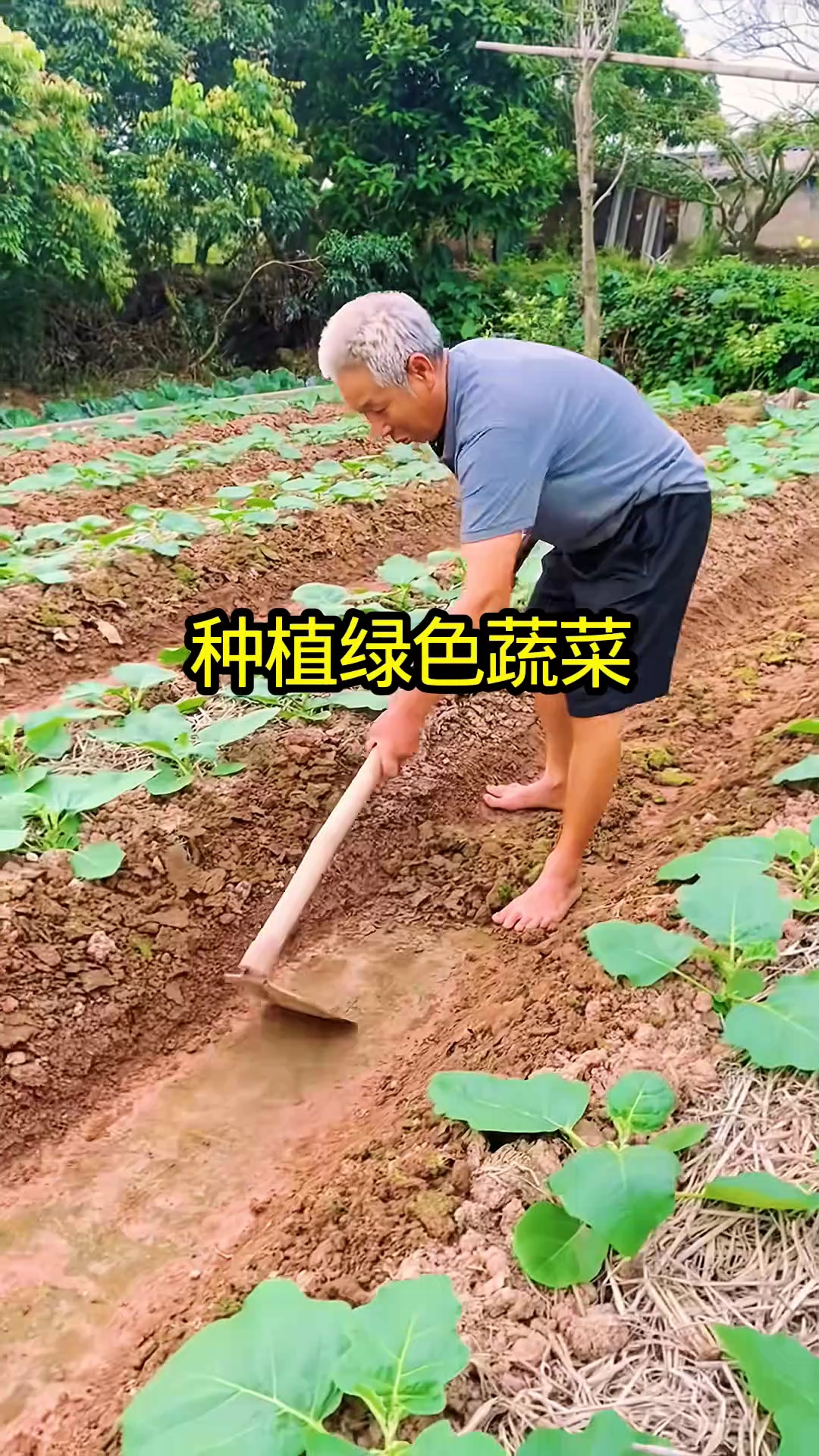 种植绿色蔬菜!