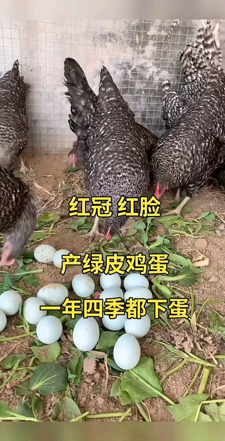 年产三百多枚的芦花鸡