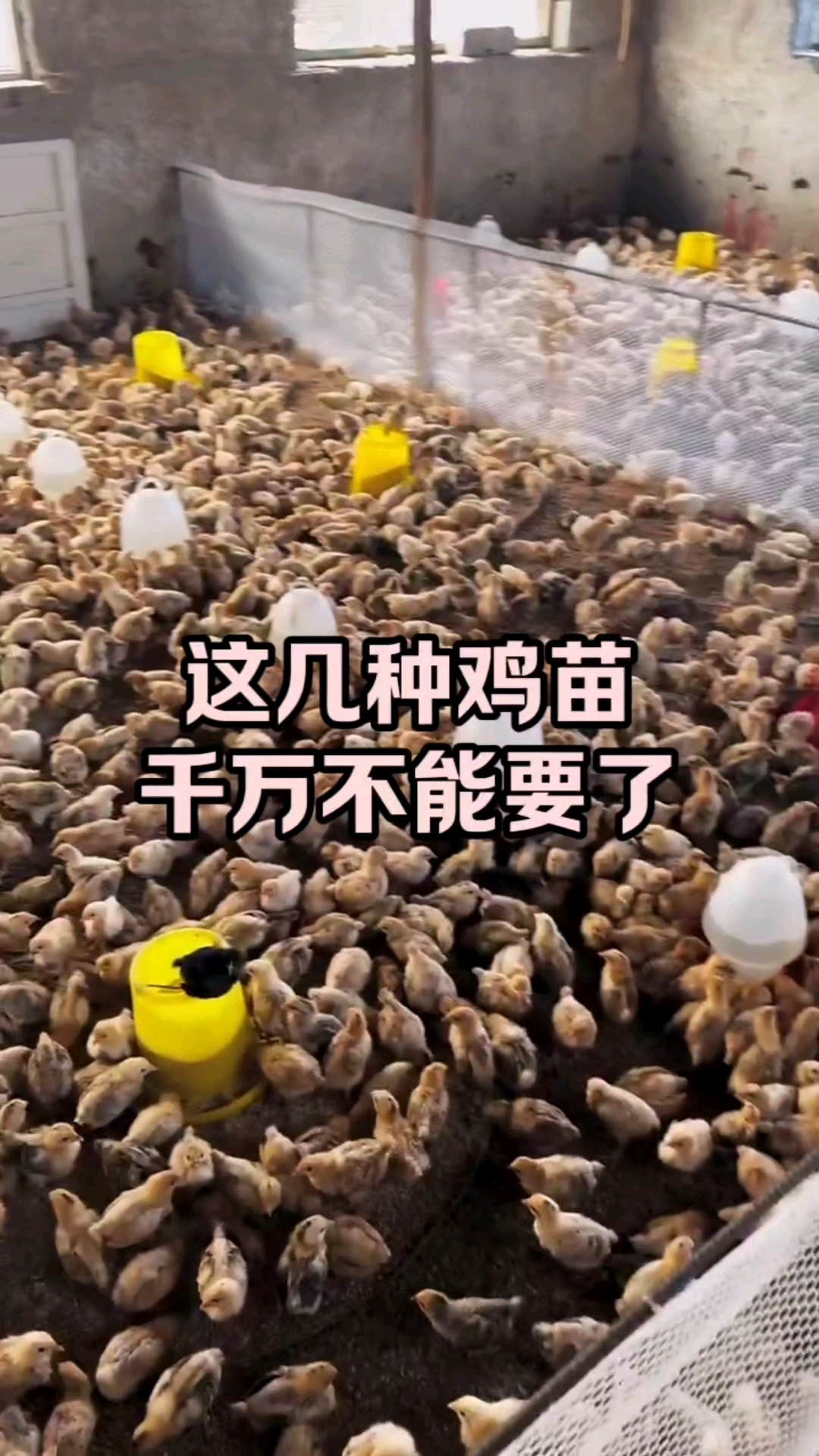 这样的鸡苗，打死也不能要啊，记住了#养鸡日常# #农村散养土鸡# #养鸡人必看#