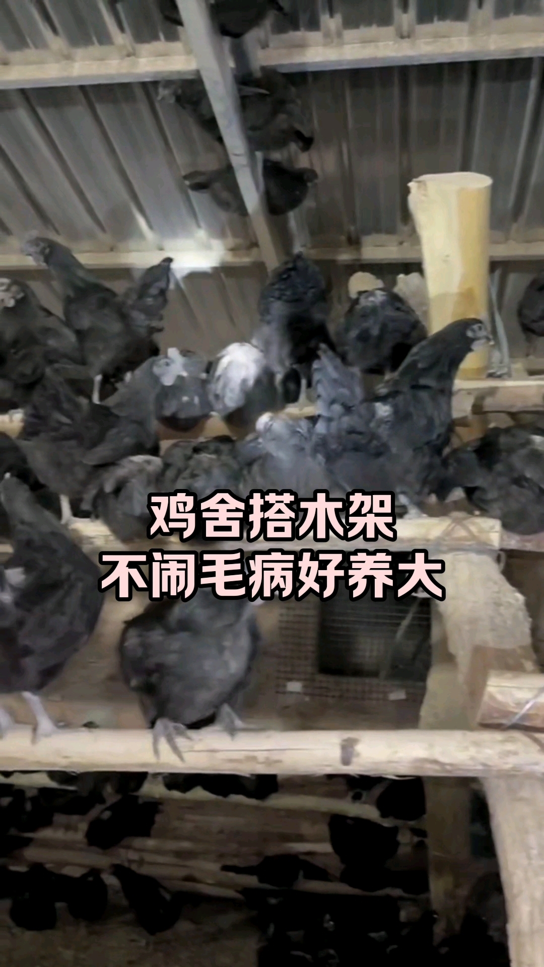 养鸡搭个架子有这么多好处，你知道吗