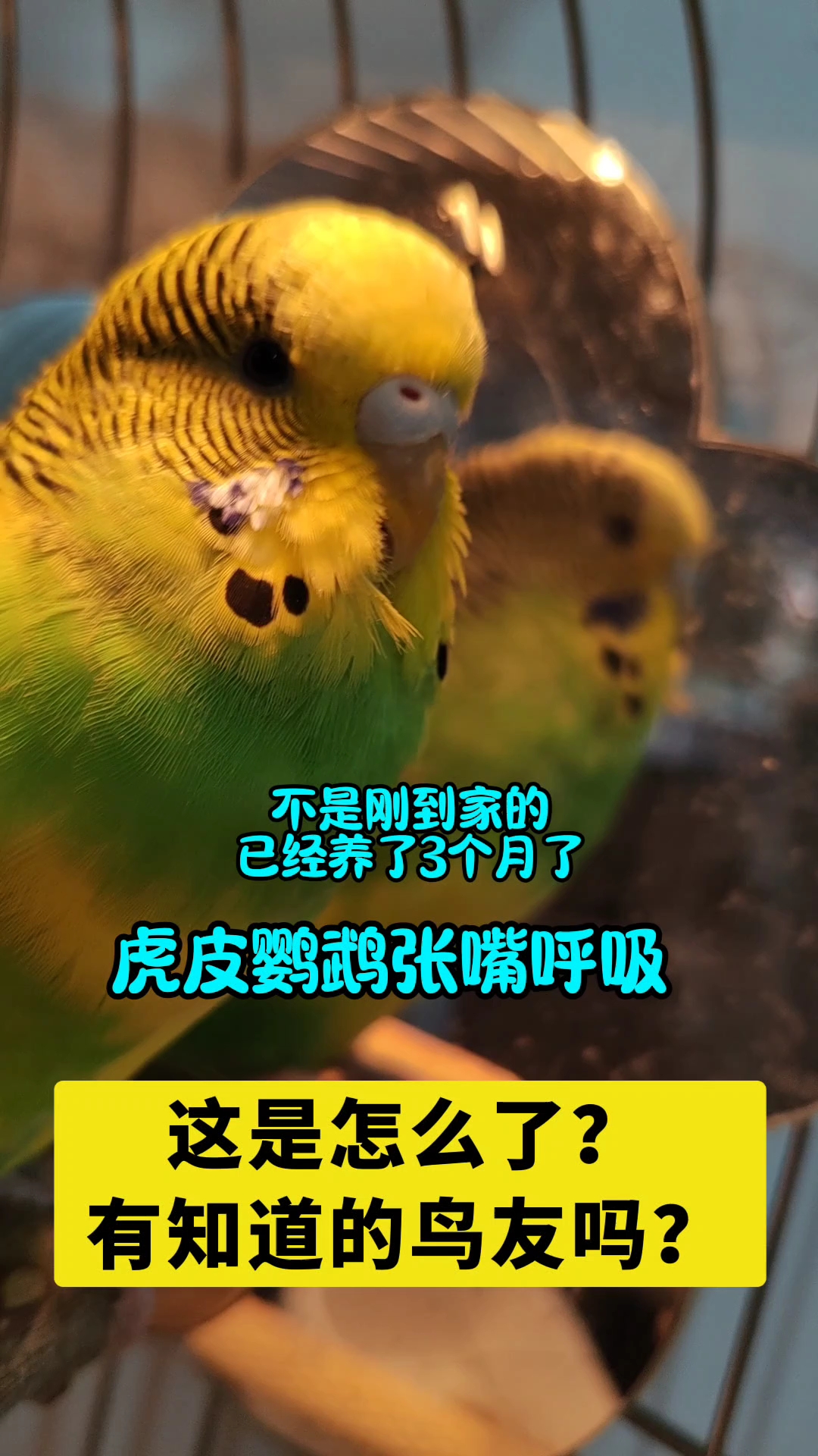 虎皮鹦鹉#虎皮鹦鹉#鹦鹉#求助#宠物
