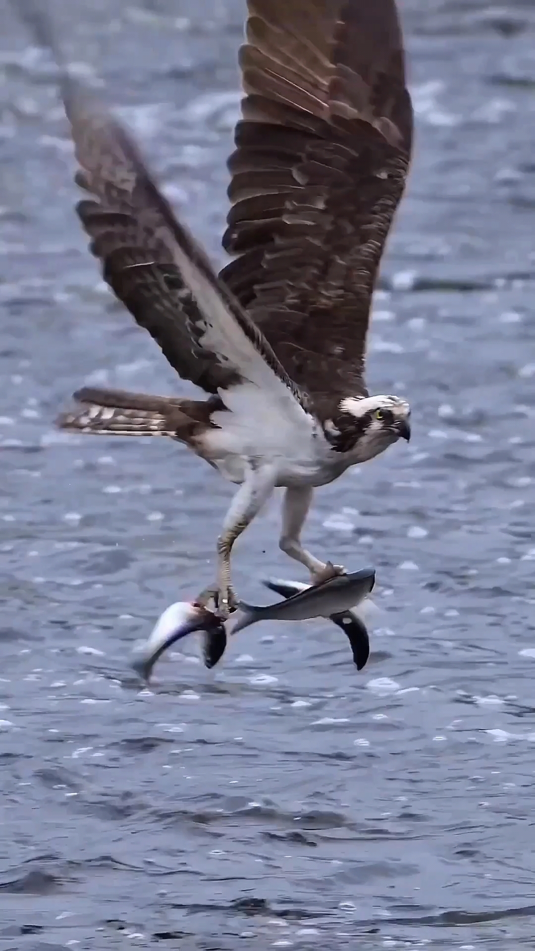 鱼鹰捕鱼:常在河边走,哪有不湿鞋