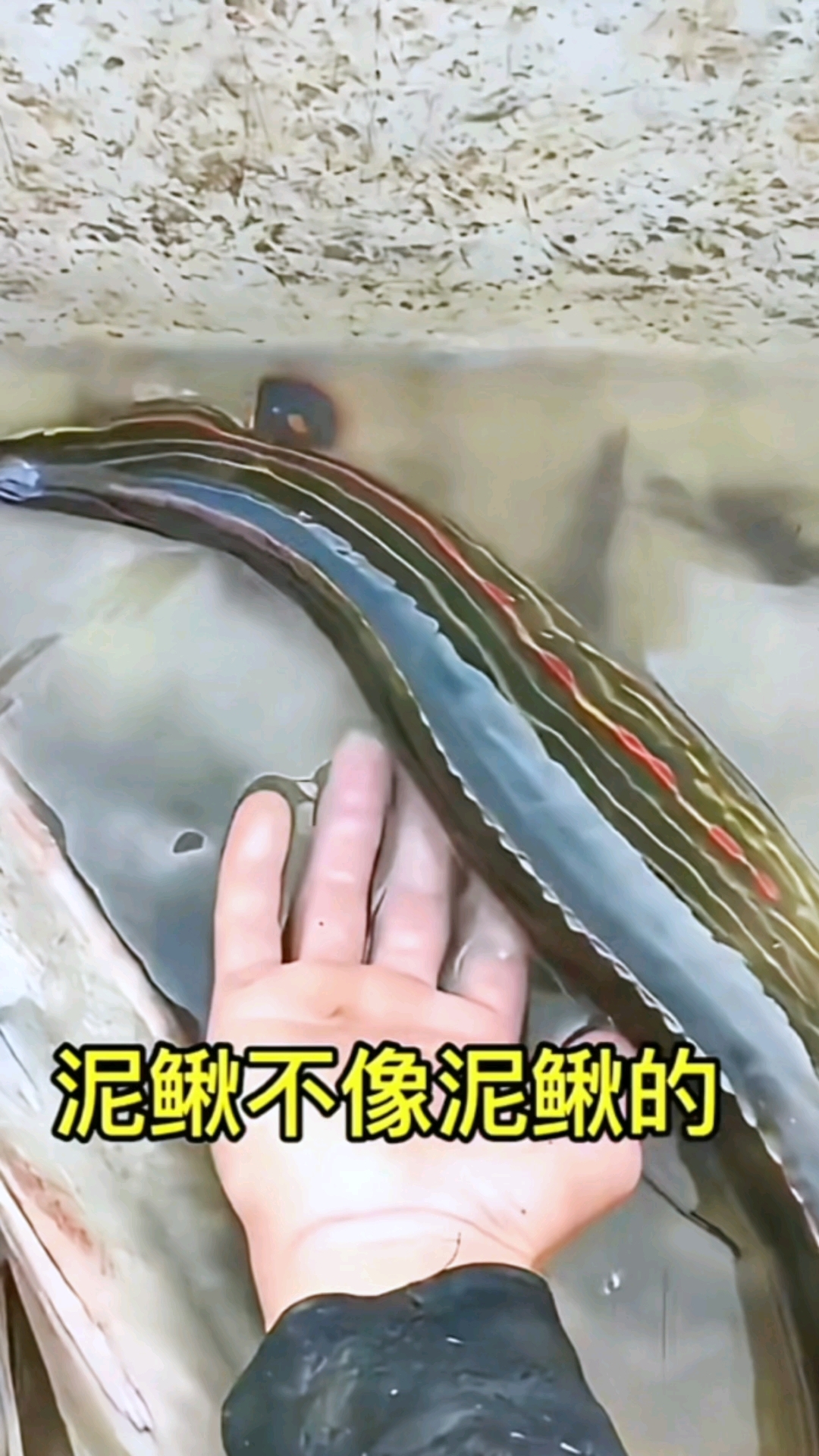 这是泥鳅还是鱼