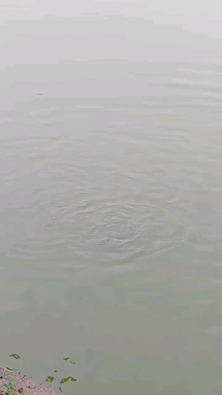 池塘边欢快的小鱼