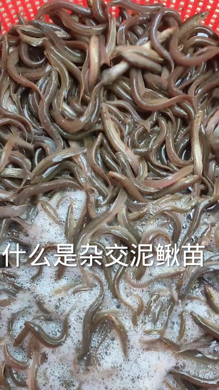 泥鳅品种主要有哪几种,什么是杂交泥鳅,今年你准备养哪种
