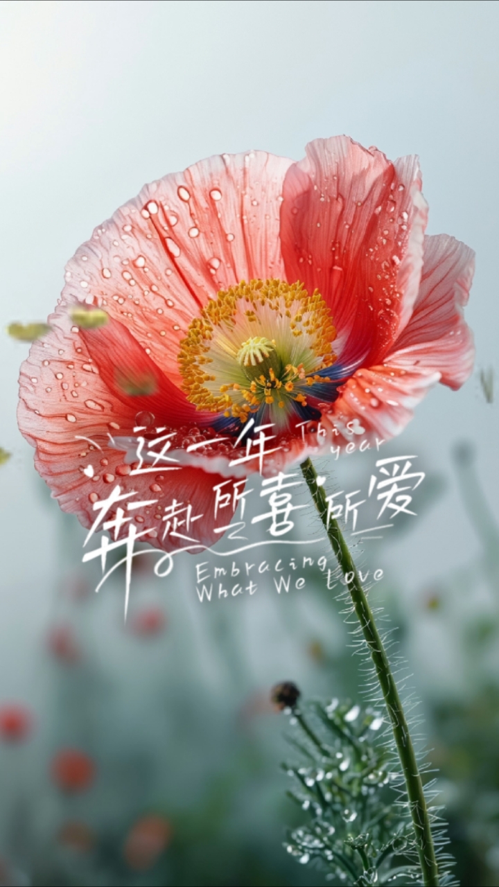 高清手机壁纸