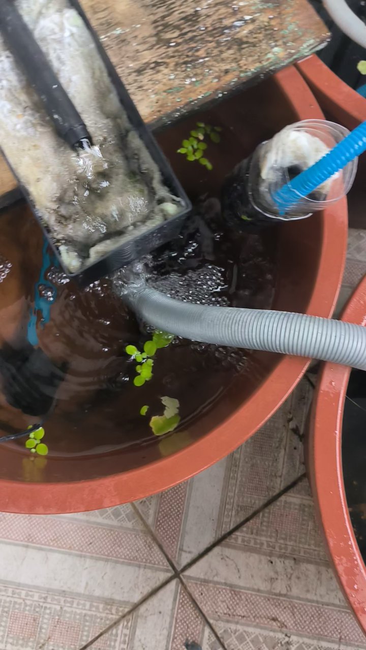 我家宠物———鲶鱼吃大餐