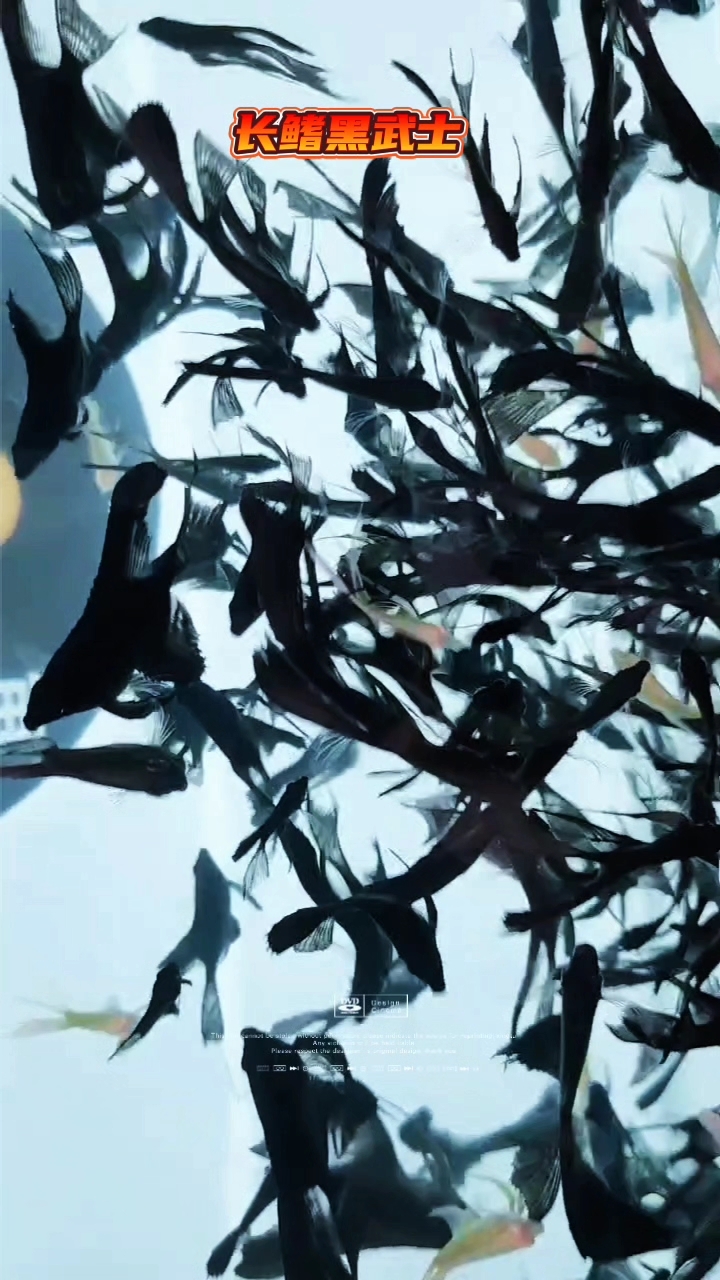 长鳍长尾黑武士燕鱼