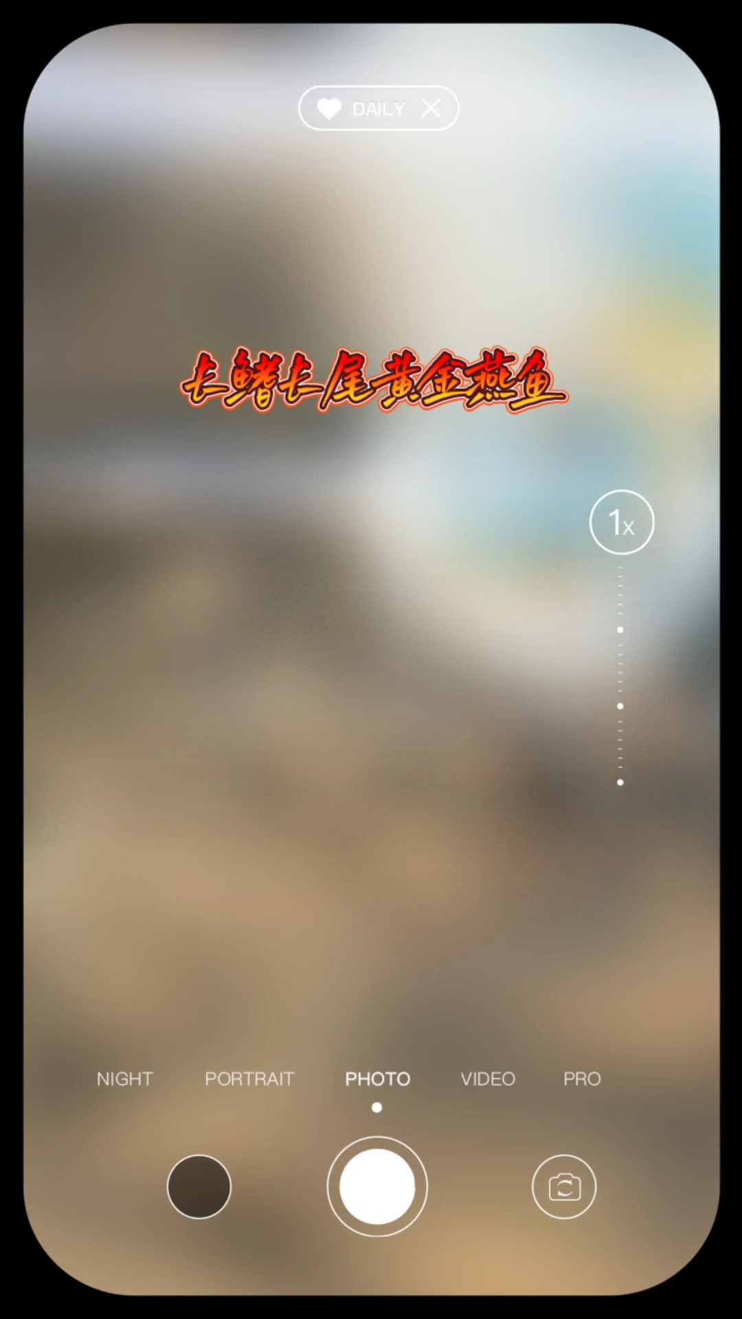 鱼乐生活记录(长鳍长尾燕鱼)