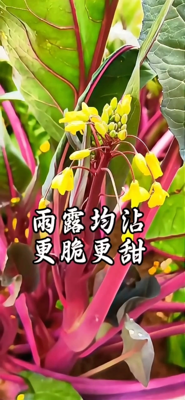 洪山菜薹特写来了
