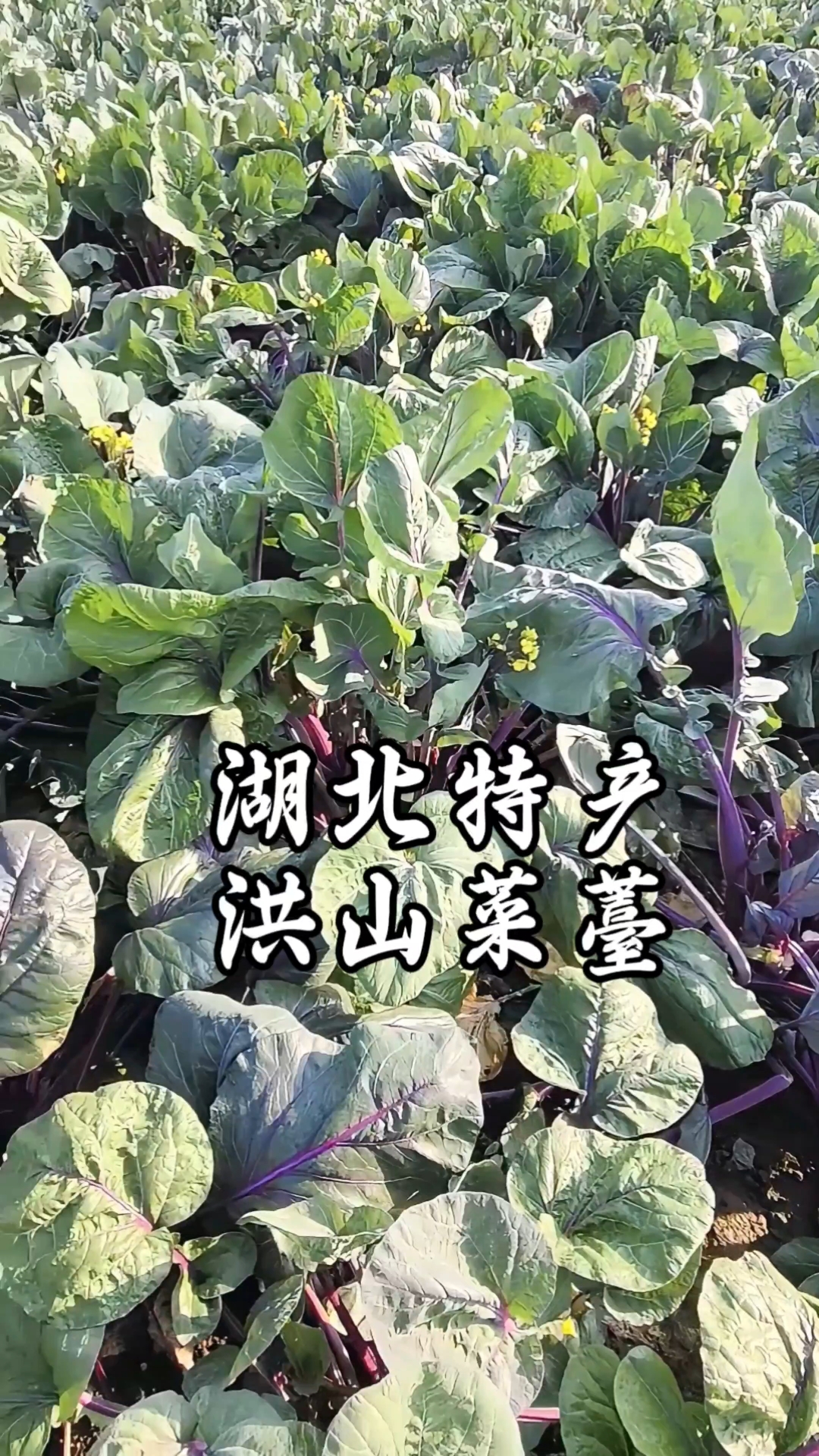 正宗洪山菜薹,二薹又嫩又甜